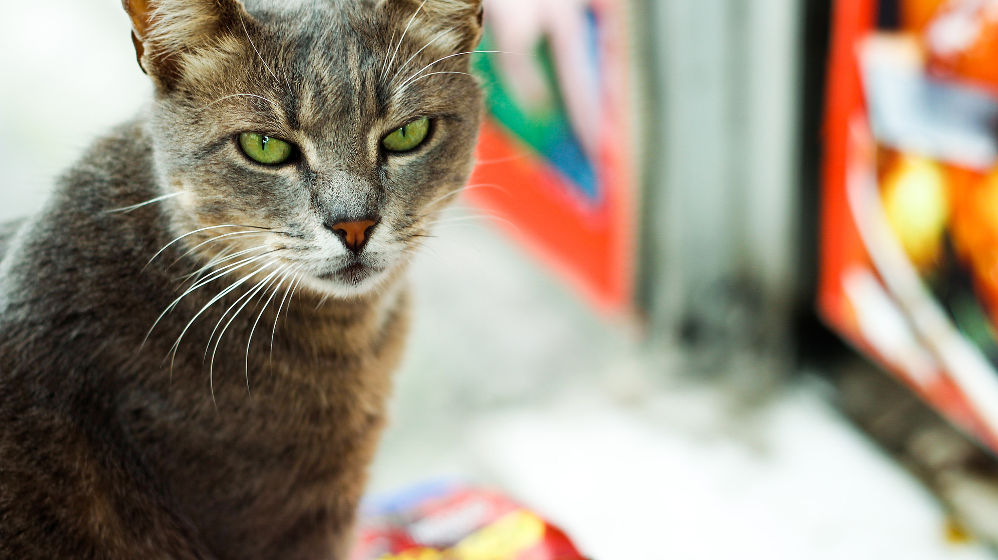 Canon EOS 700D (EOS Rebel T5i / EOS Kiss X7i) + Canon EF 50mm F1.8 II sample photo. Cool cat looking at camera photography