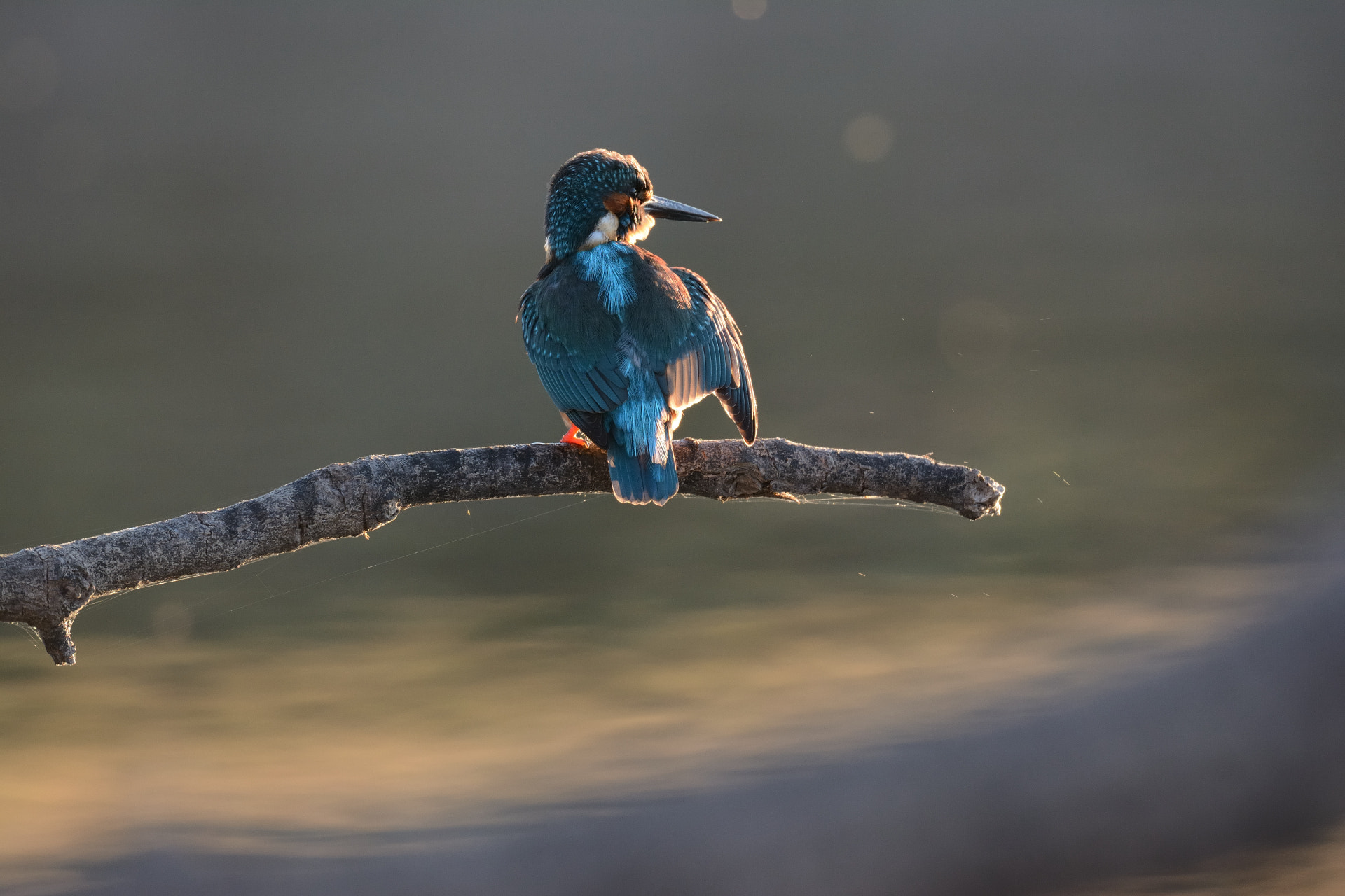 Sigma 150-600mm F5-6.3 DG OS HSM | S sample photo. Martín pescador photography