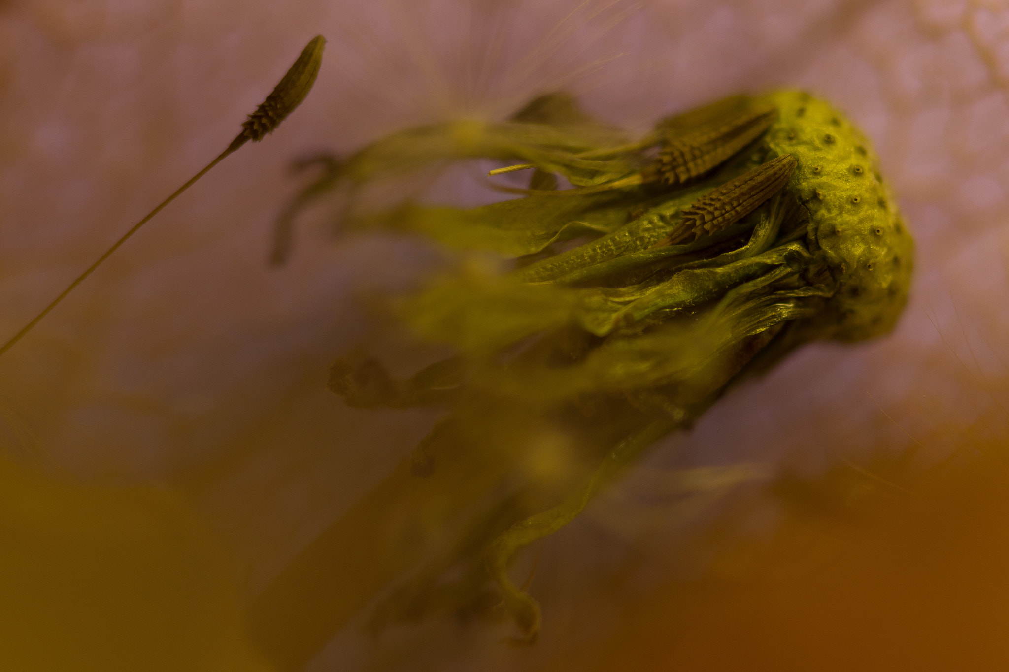 Sigma 105mm F2.8 EX DG Macro sample photo. Macro physaliss photography