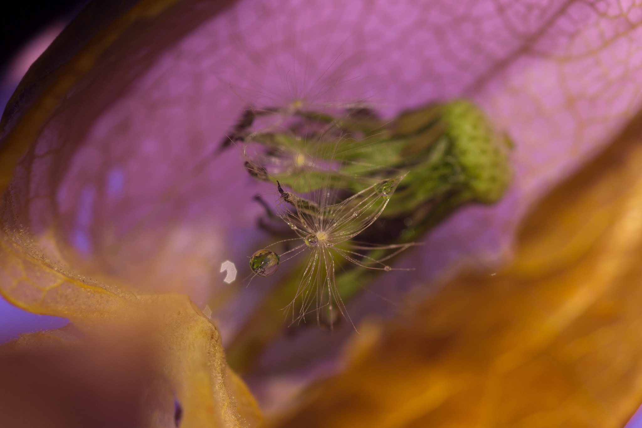 Sigma 105mm F2.8 EX DG Macro sample photo. Puste physalis photography