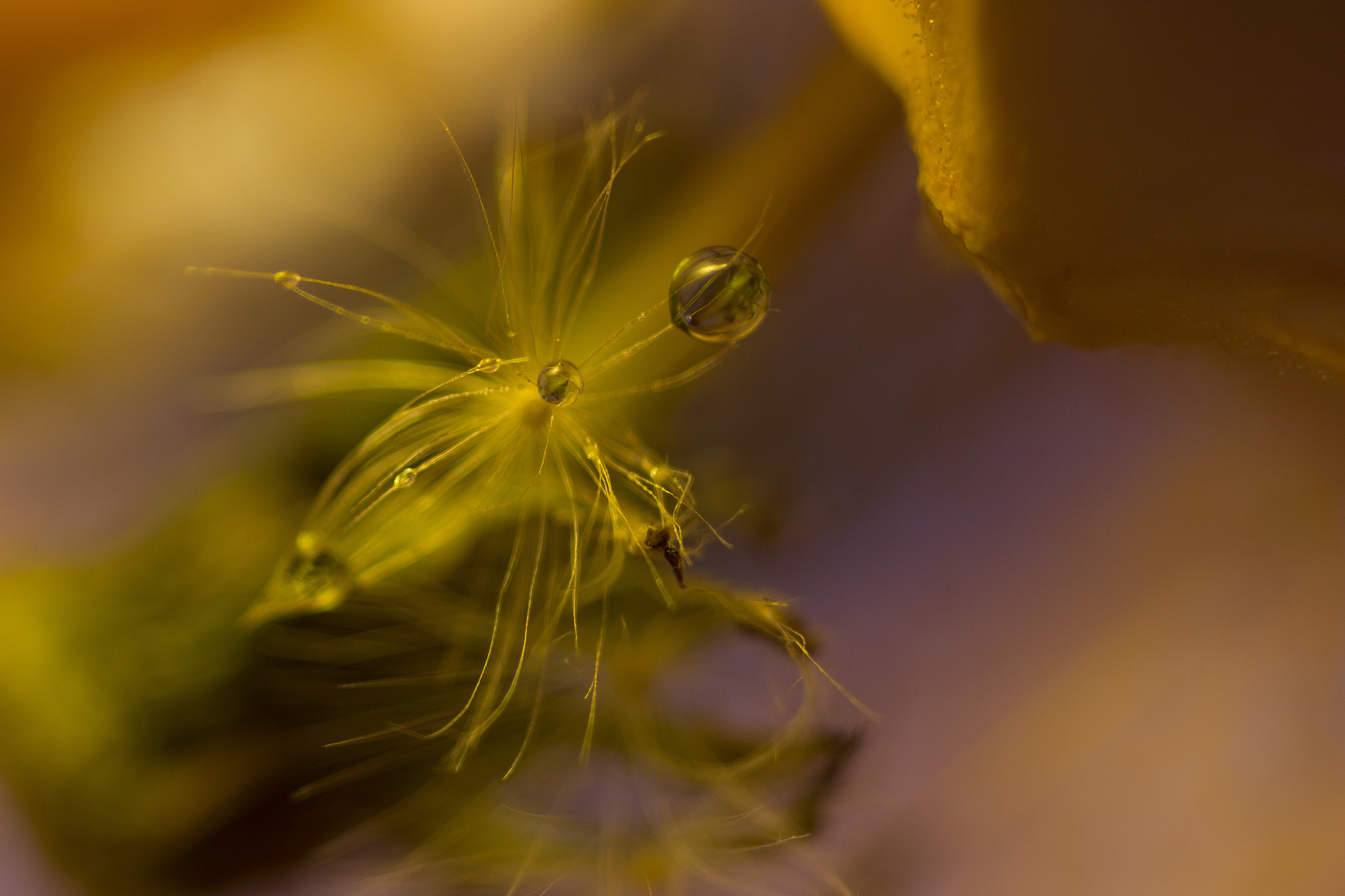 Sigma 105mm F2.8 EX DG Macro sample photo. Tropfen physalis photography