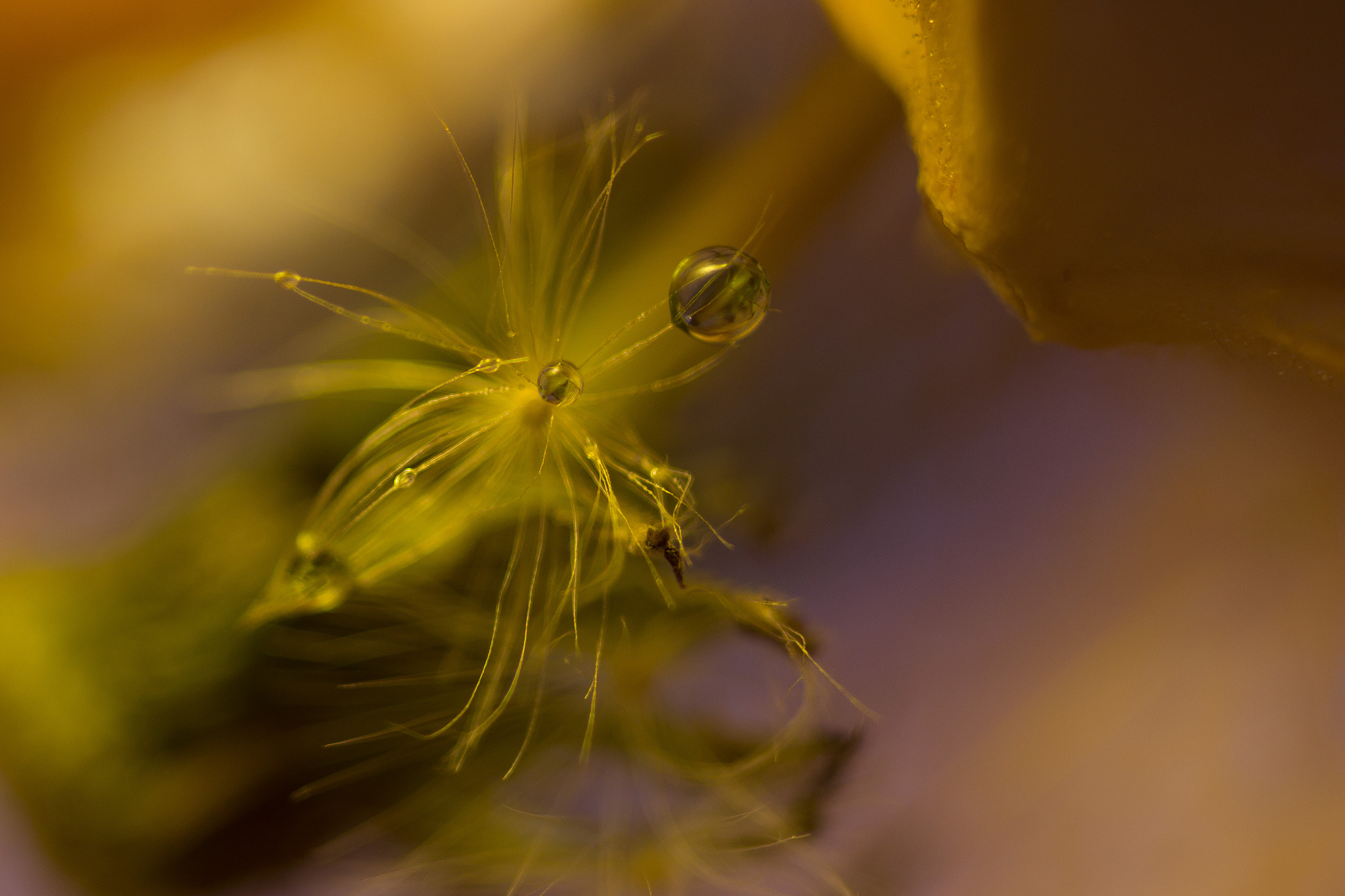 Canon EOS 70D + Sigma 105mm F2.8 EX DG Macro sample photo. Tropfen physalis photography