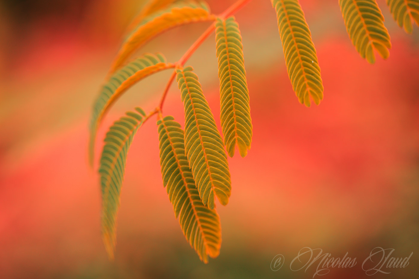 Canon EOS 6D + Canon EF 100mm F2.8L Macro IS USM sample photo. Colour scheme photography