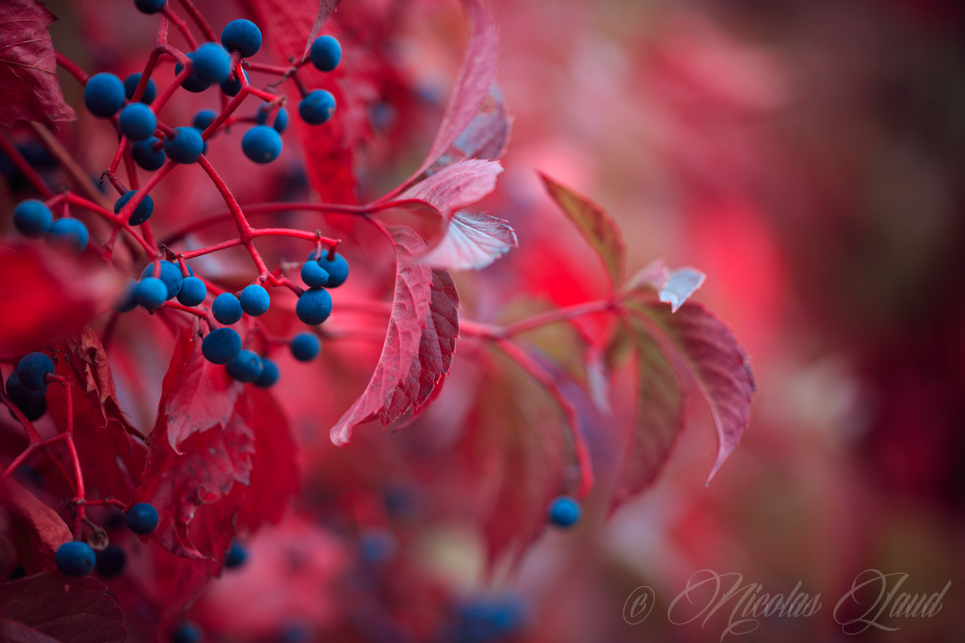 Canon EOS 6D + Canon EF 100mm F2.8L Macro IS USM sample photo. Colour scheme photography