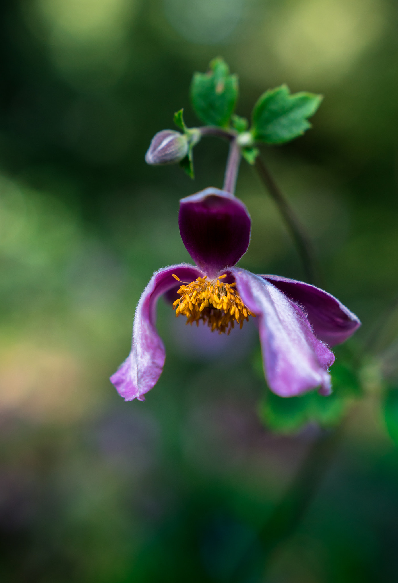 Sony a6300 sample photo. Pink anemone iv photography