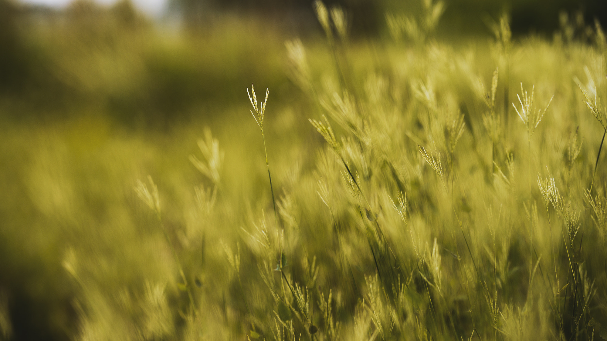 FE 85mm F0 sample photo