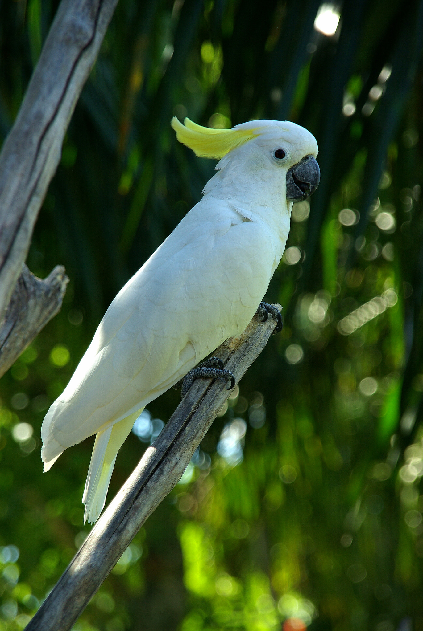 Pentax K10D + Sigma Lens (3 255) sample photo. Papagei photography