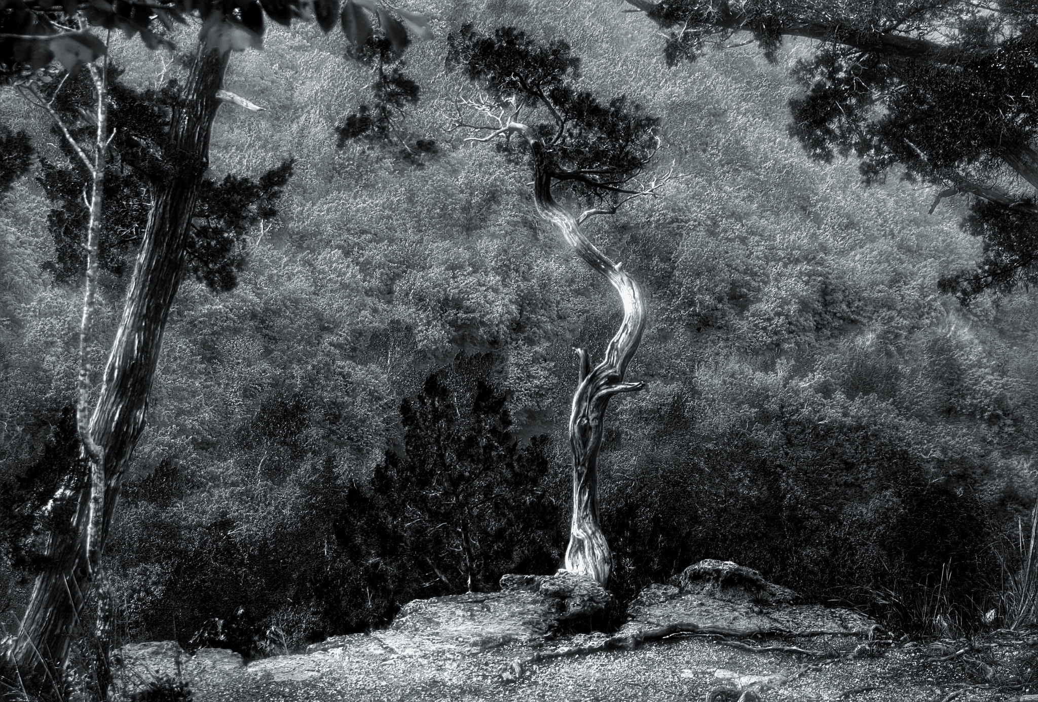 Tamron AF 28-200mm F3.8-5.6 XR Di Aspherical (IF) Macro sample photo. Old twisted tree photography