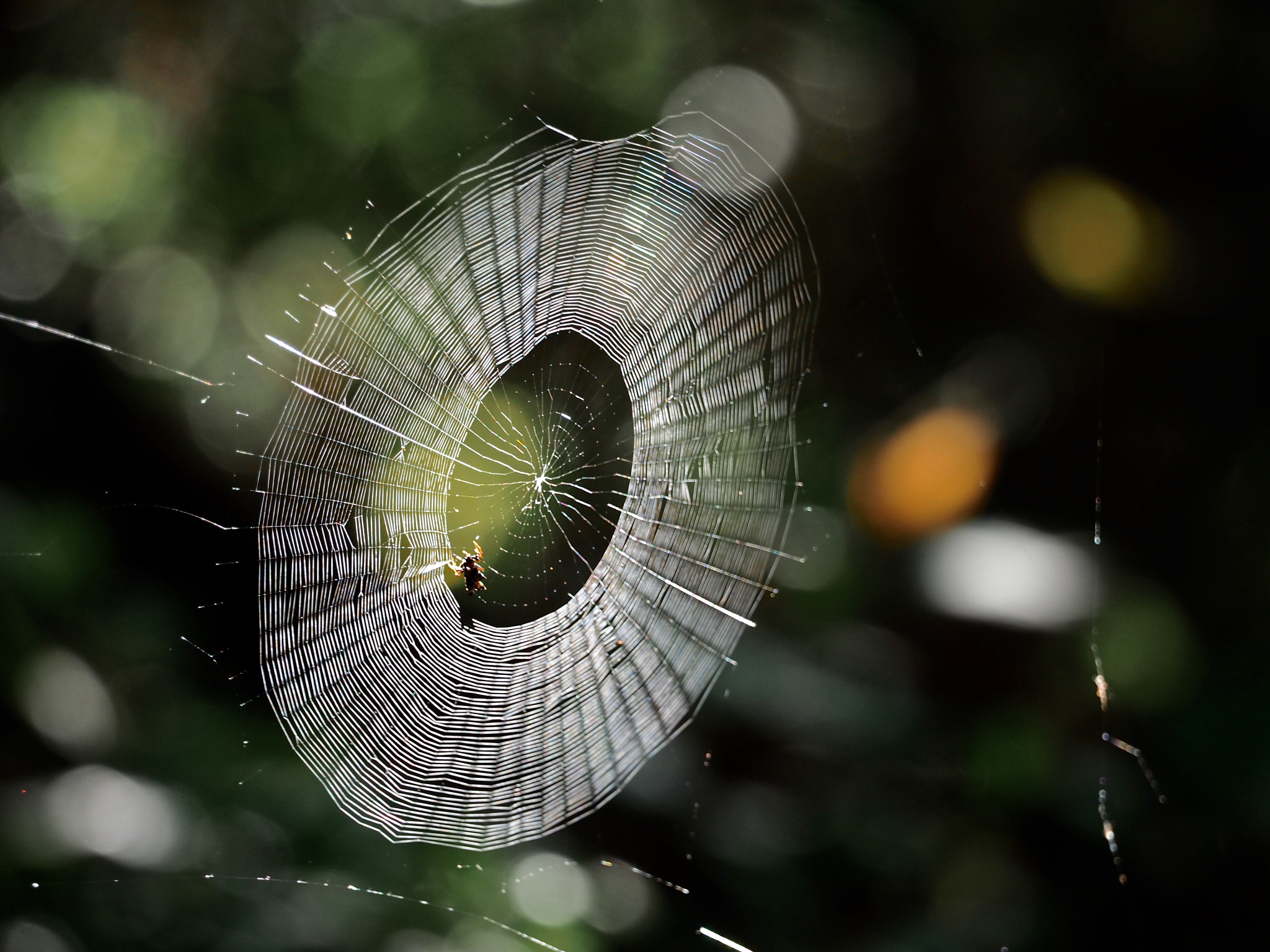 Olympus OM-D E-M5 II sample photo. Living art photography