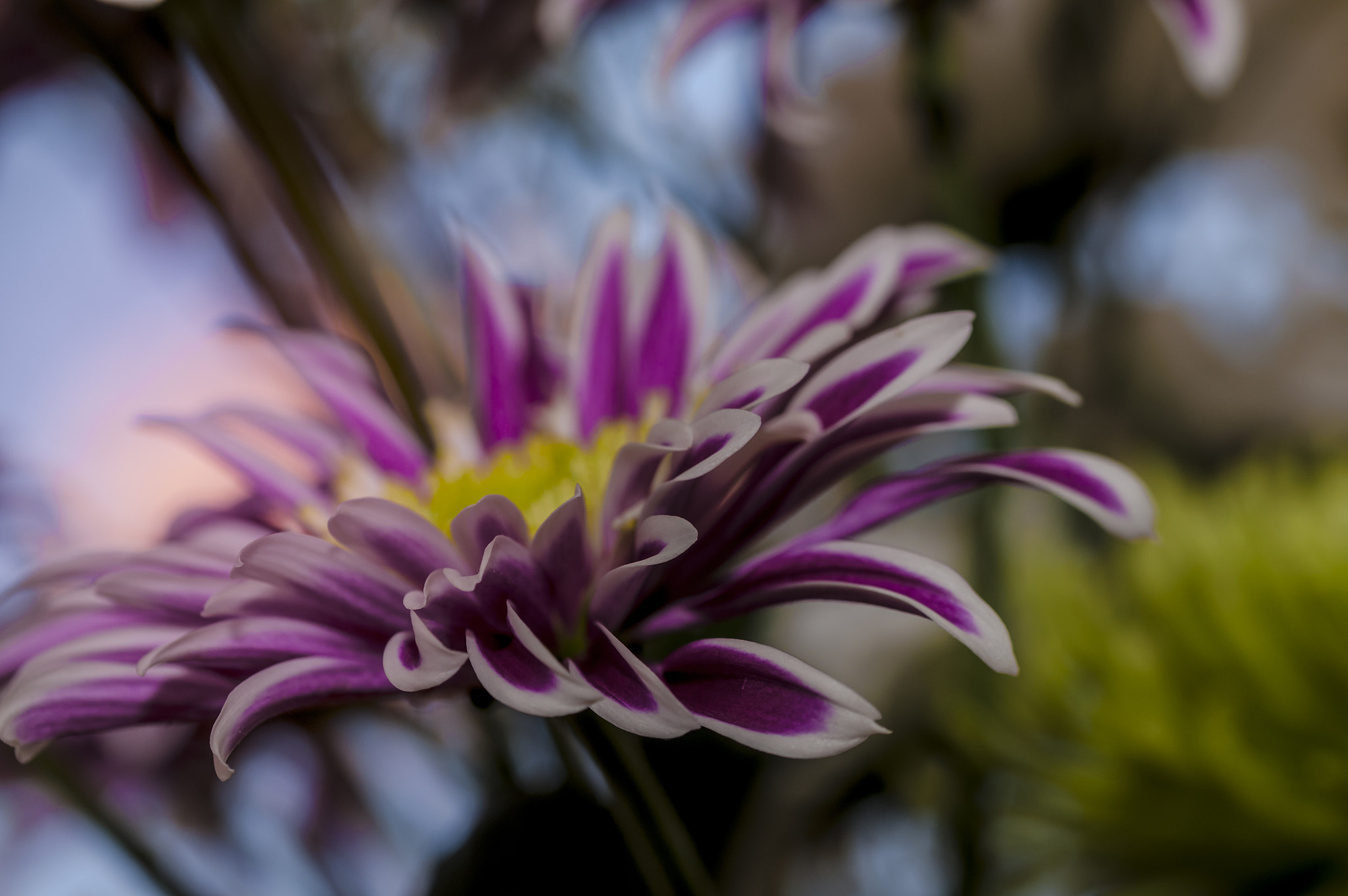 Sigma 105mm F2.8 EX DG OS HSM sample photo. Bl0020 photography