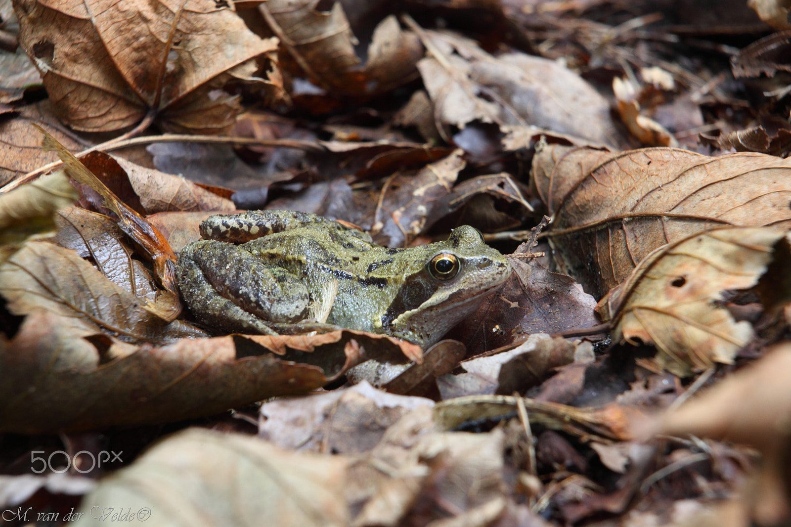 Canon EF 35-350mm F3.5-5.6L USM sample photo. Camo frog photography