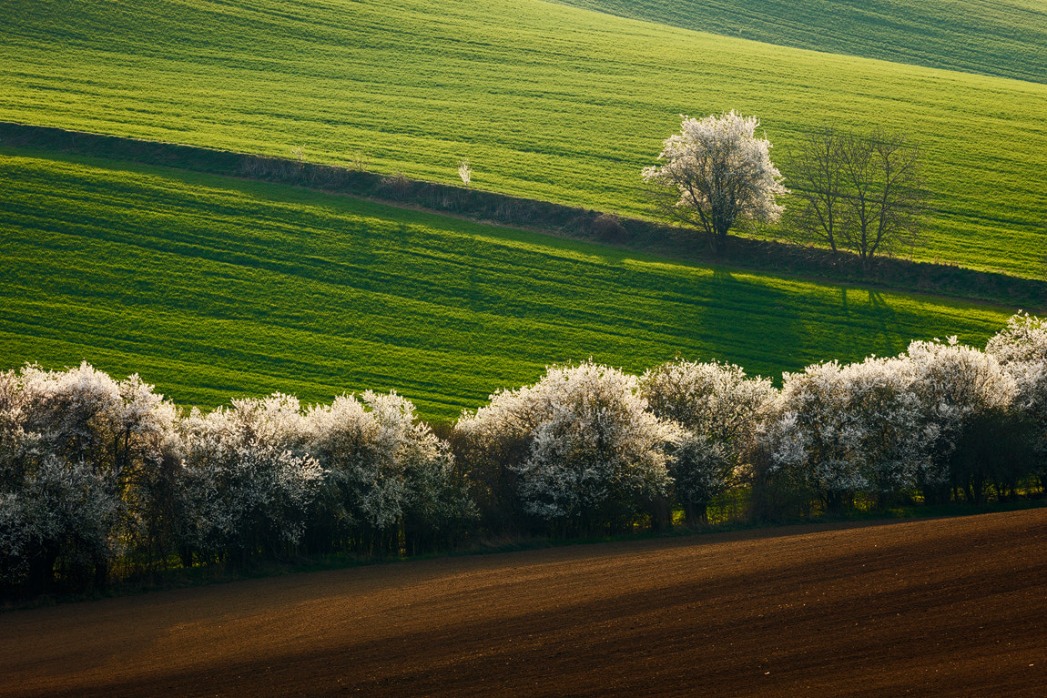 Canon EOS 5DS R + Canon EF 70-300mm F4-5.6L IS USM sample photo. Blooming fields photography