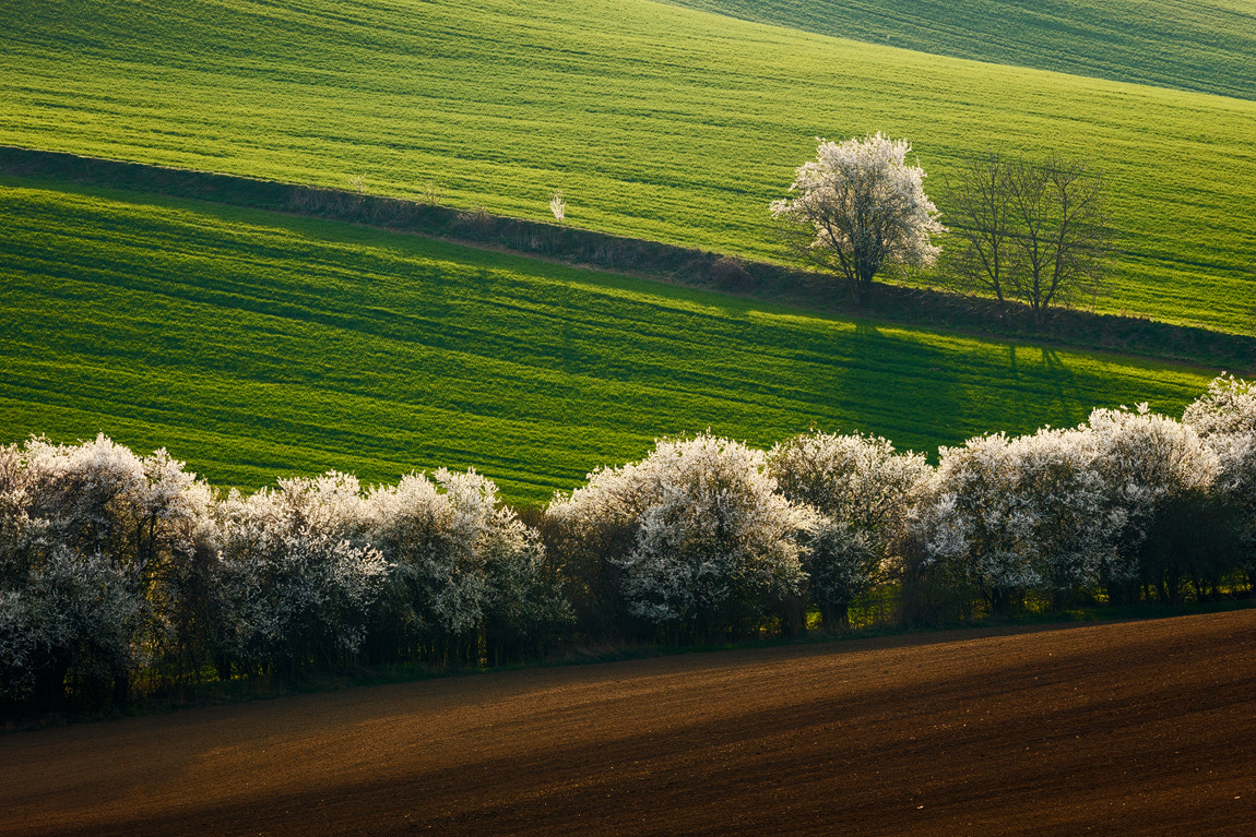 Canon EF 70-300mm F4-5.6L IS USM sample photo. Blooming fields photography