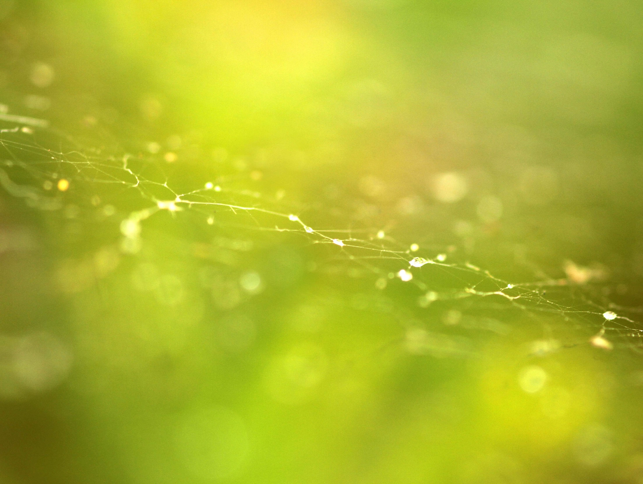 Canon EF 180mm F3.5L Macro USM sample photo. Green macro photography