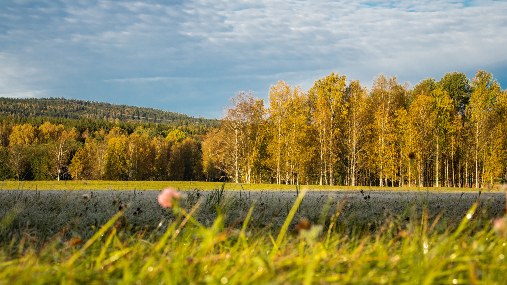 Canon EOS M3 sample photo. Frosty morning photography