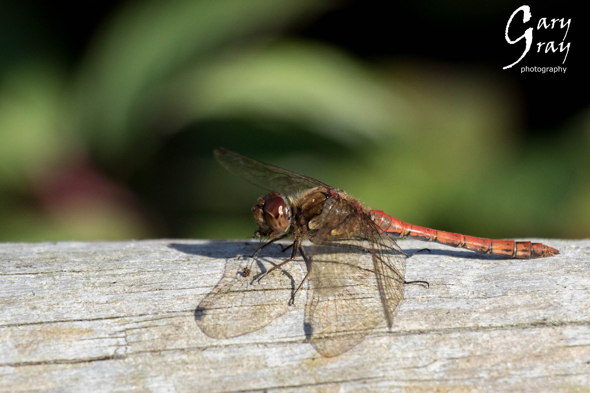 Canon EOS 7D Mark II + Canon EF-S 18-135mm F3.5-5.6 IS USM sample photo. Dragonfly photography