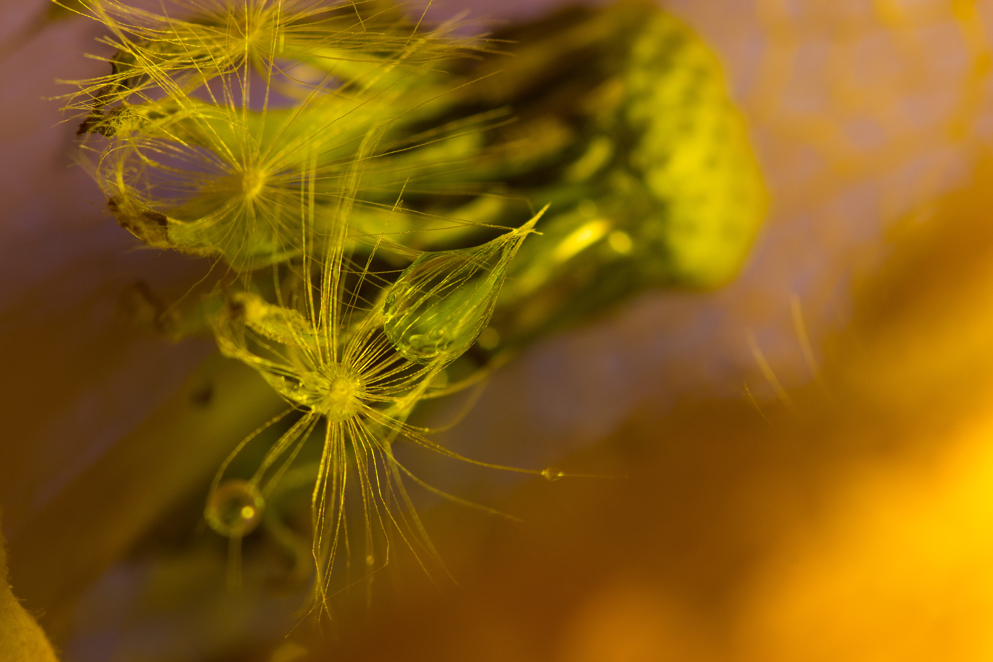Sigma 105mm F2.8 EX DG Macro sample photo. Phisalys photography