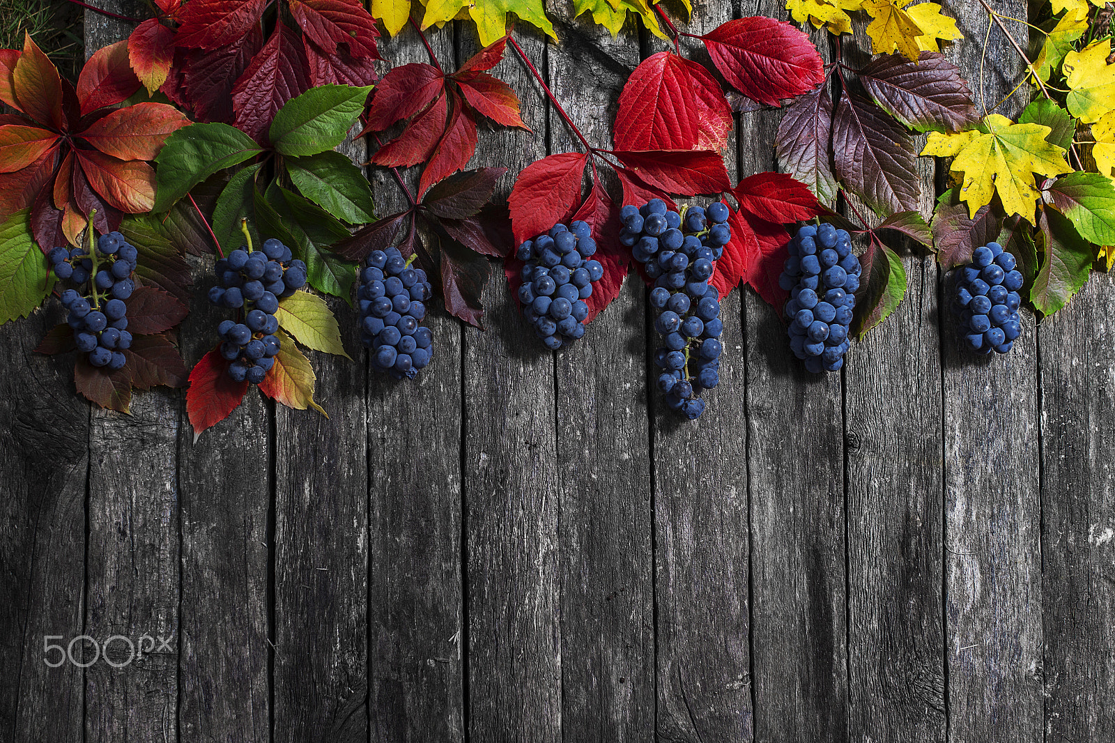 Canon EOS 550D (EOS Rebel T2i / EOS Kiss X4) sample photo. Wild grape autumn leaves on wooden background photography