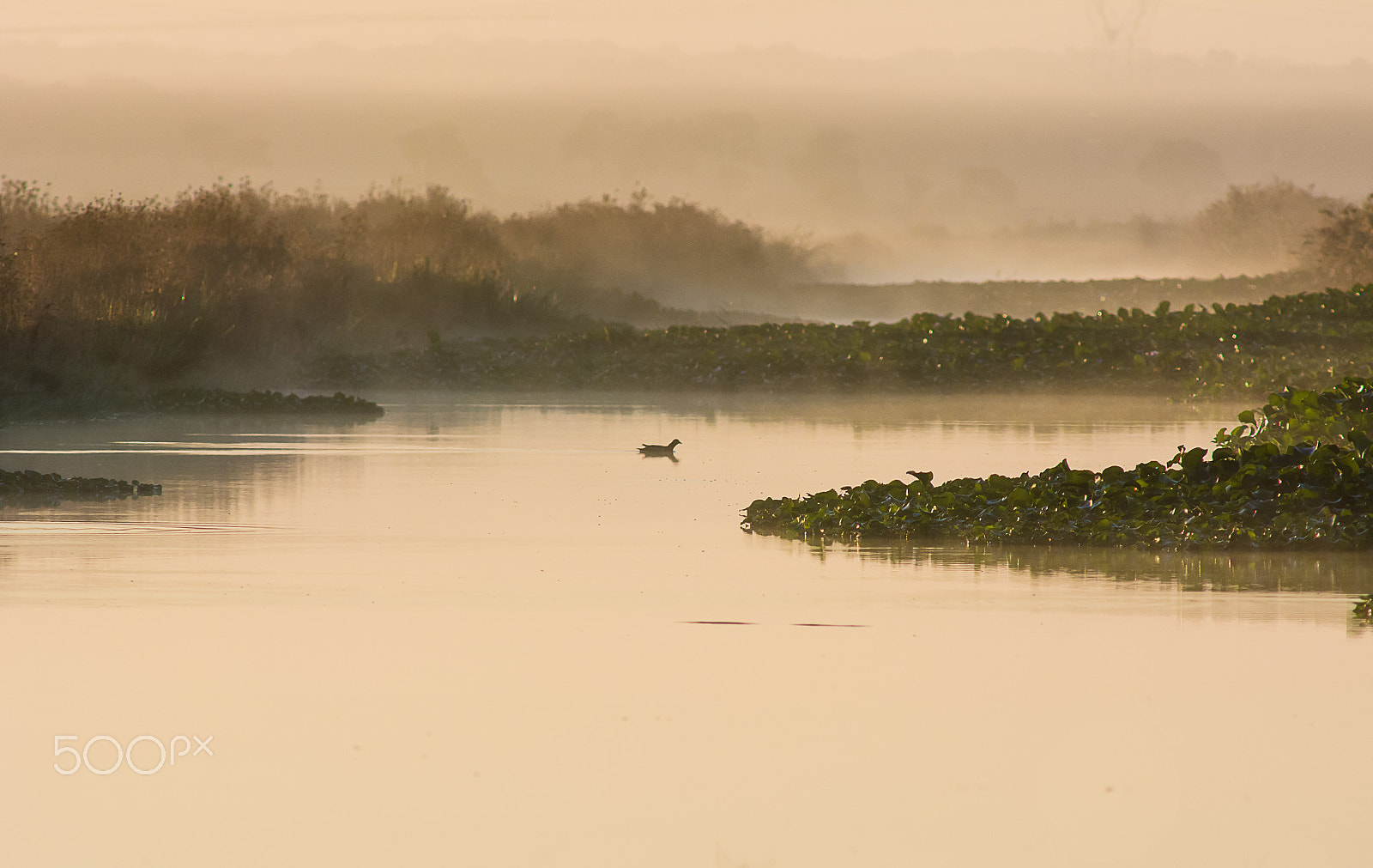 AF Nikkor 300mm f/4 IF-ED sample photo. Ealy morning mood photography
