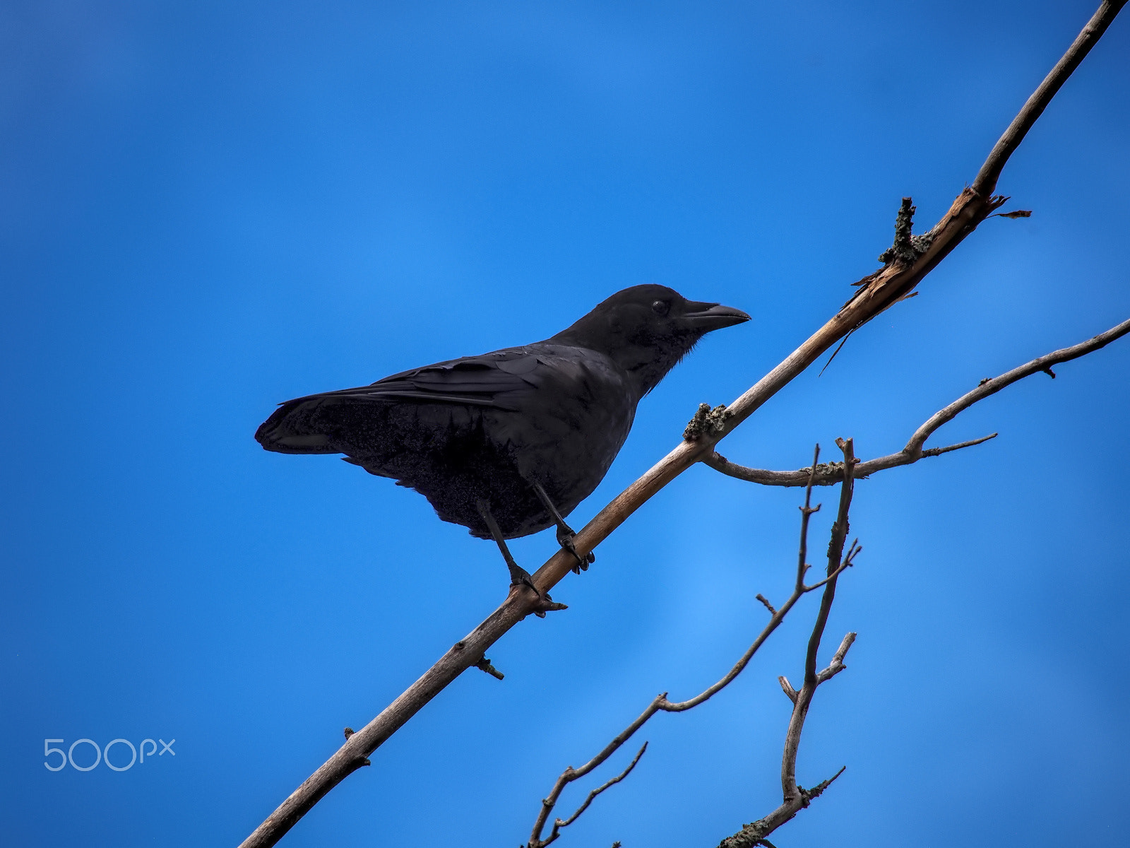 Olympus OM-D E-M5 sample photo. Blackbird photography