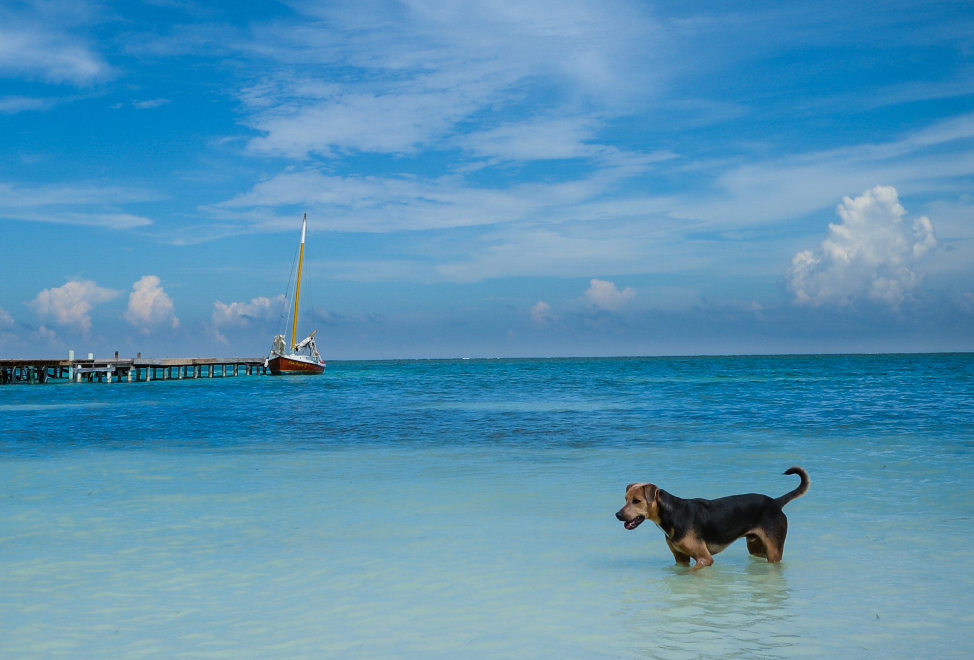 Sigma 10-20mm F4-5.6 EX DC HSM sample photo. Time for a swim.  photography