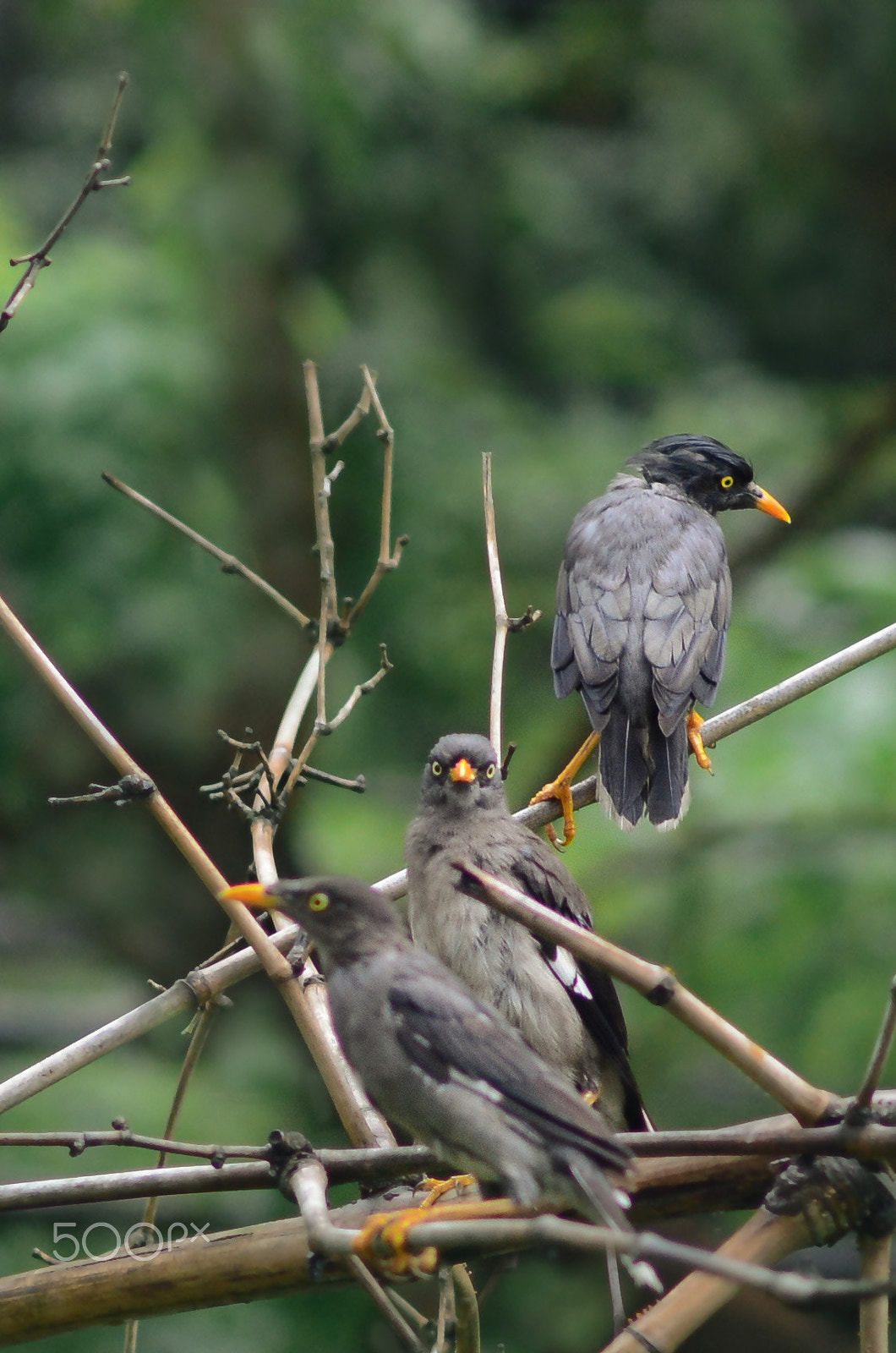Nikon D3200 + Nikon AF-S Nikkor 85mm F1.8G sample photo. Bird photography