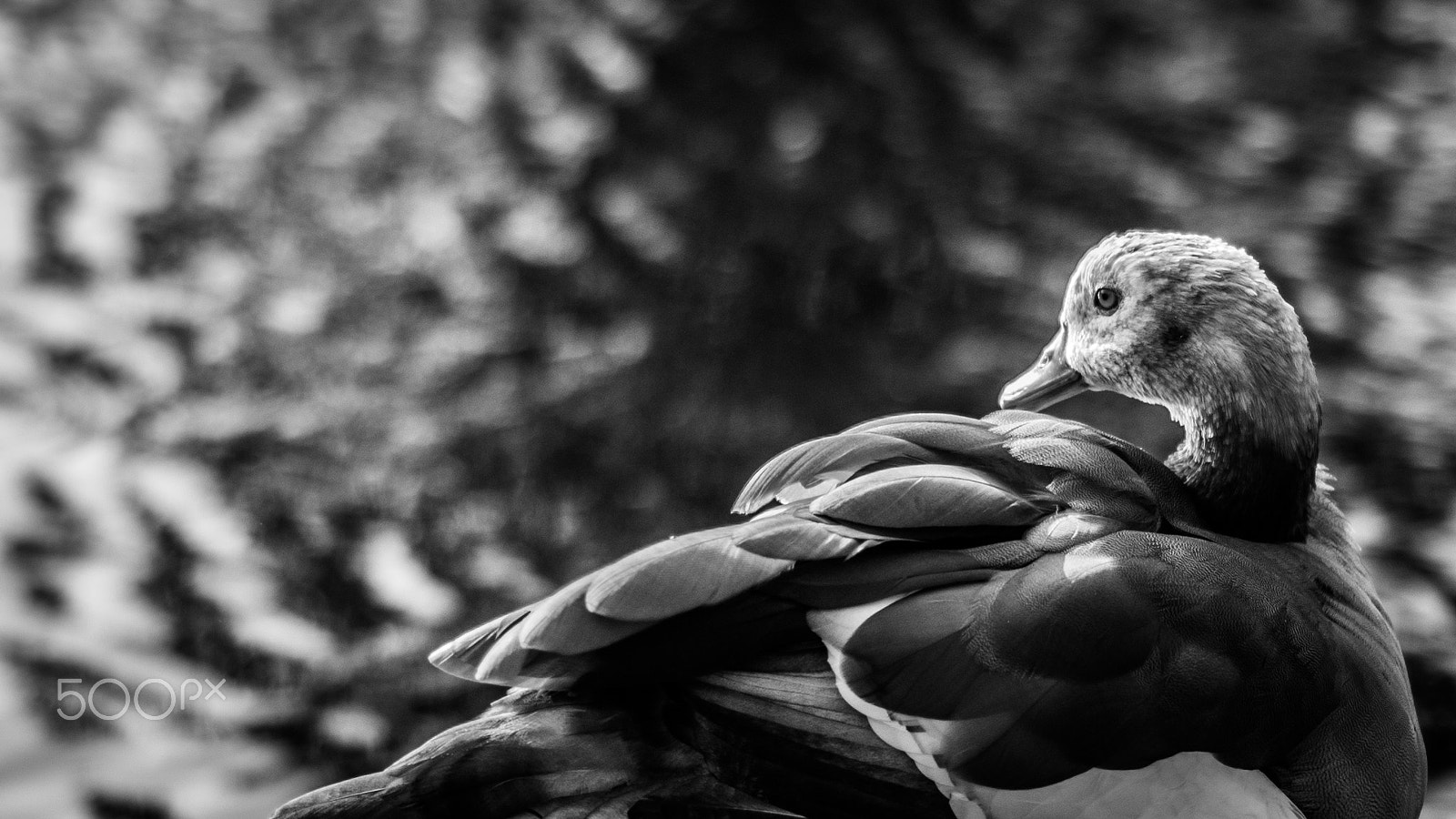 Nikon D600 sample photo. Duck meditation photography