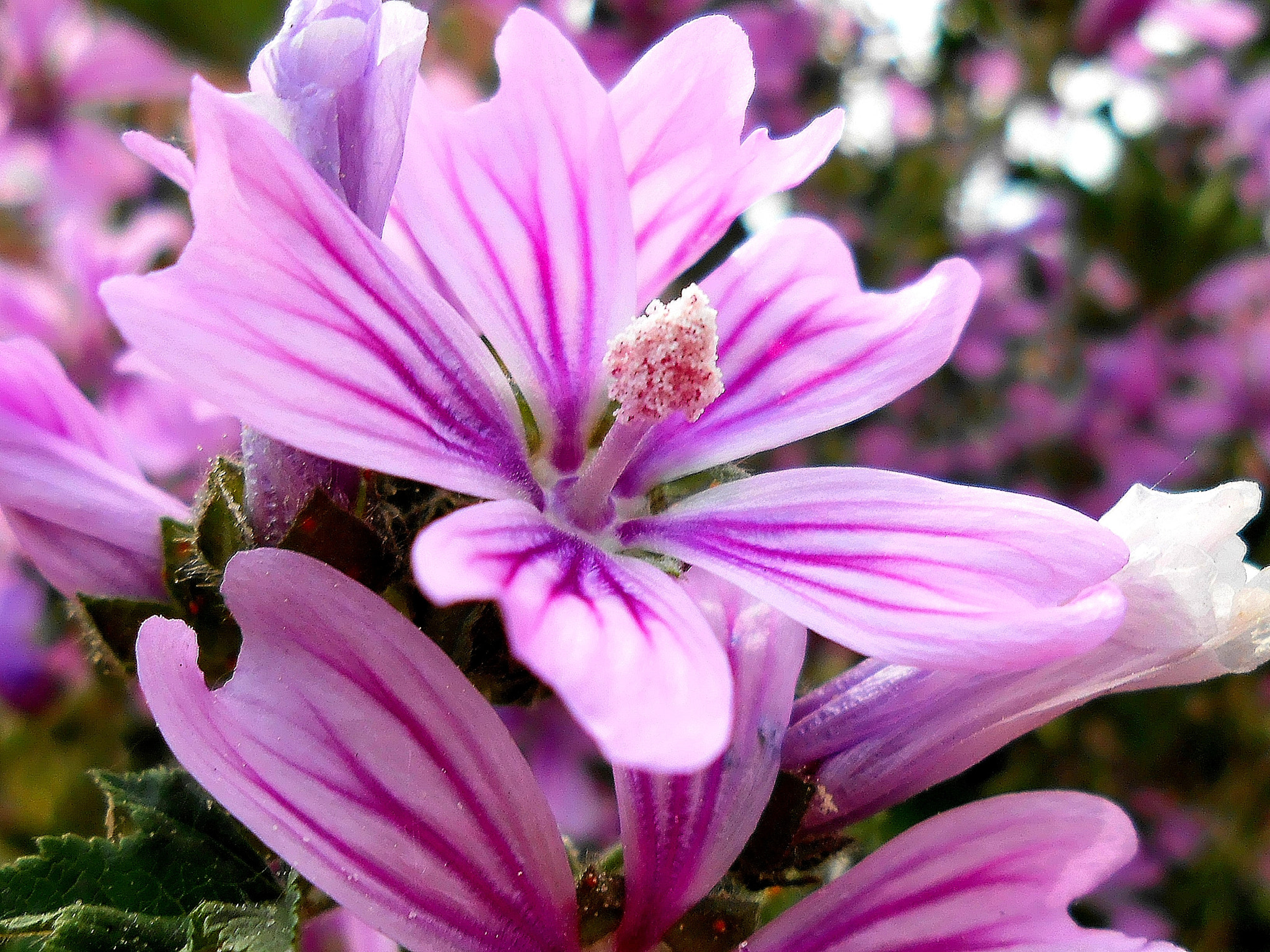 Nikon COOLPIX S2700 sample photo. Pink flower photography