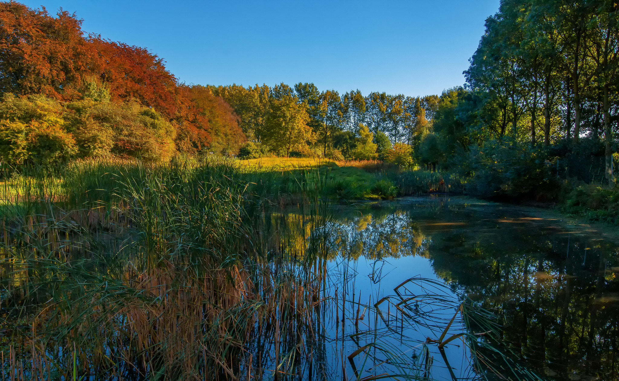 Canon EOS 70D + Canon EF 16-35mm F4L IS USM sample photo. Reflections on fall begin photography