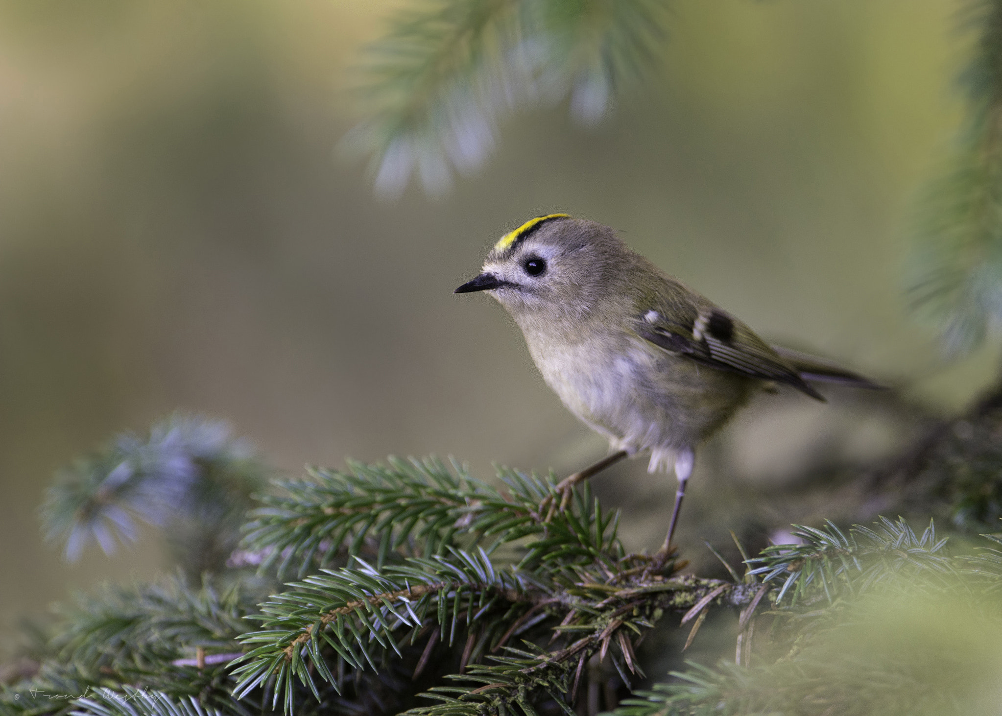 Nikon AF-S Nikkor 300mm F2.8G ED VR II sample photo. Goldcrest photography