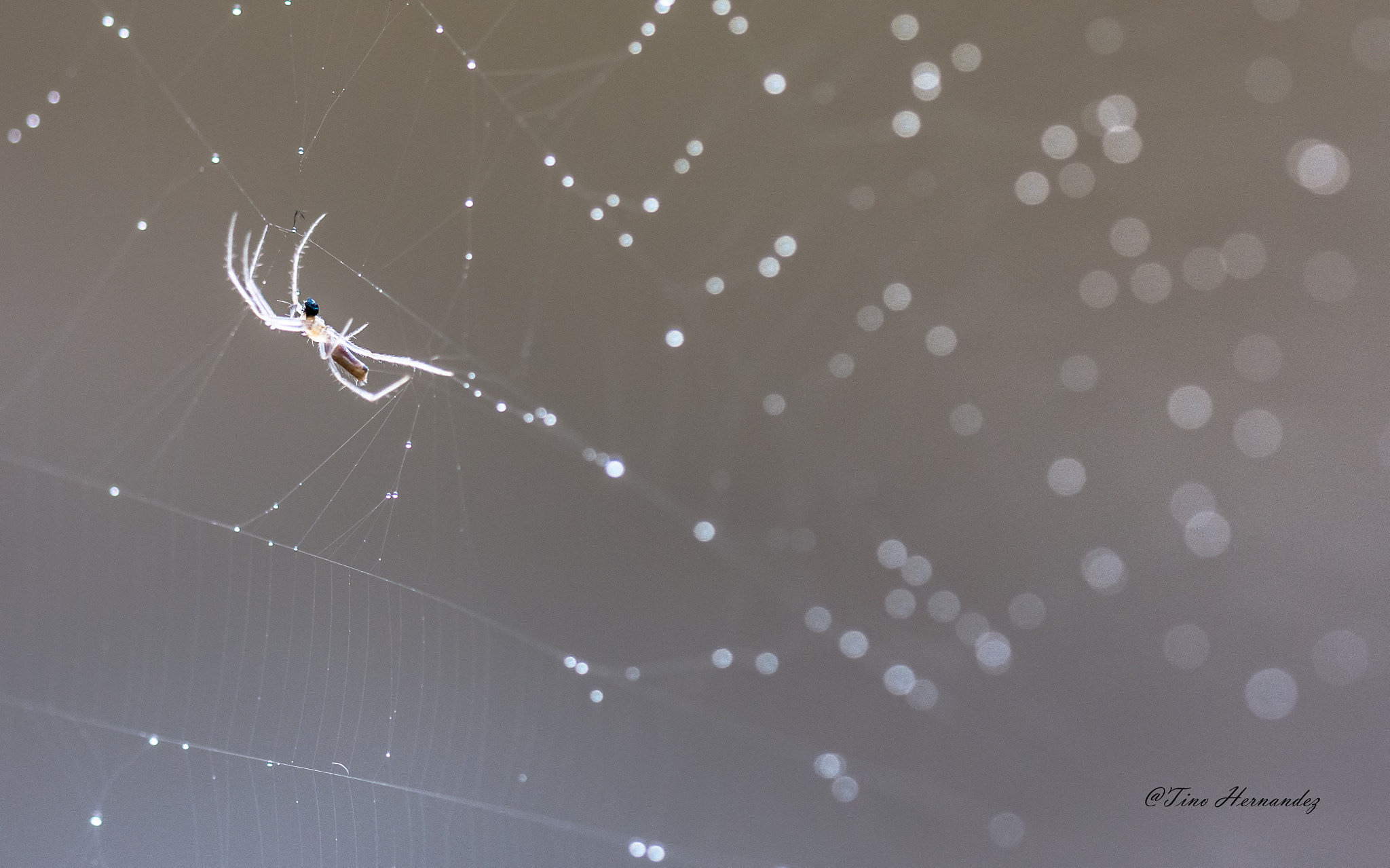Sigma 150mm F2.8 EX DG OS Macro HSM sample photo. Spider water attack photography