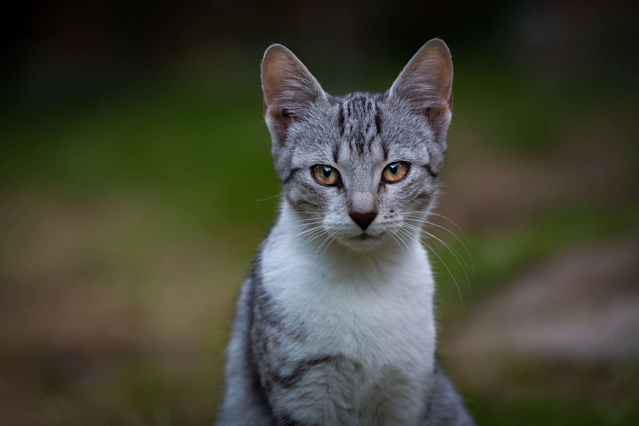 Canon EOS 70D + Canon EF 100mm F2.8L Macro IS USM sample photo. Kicia photography
