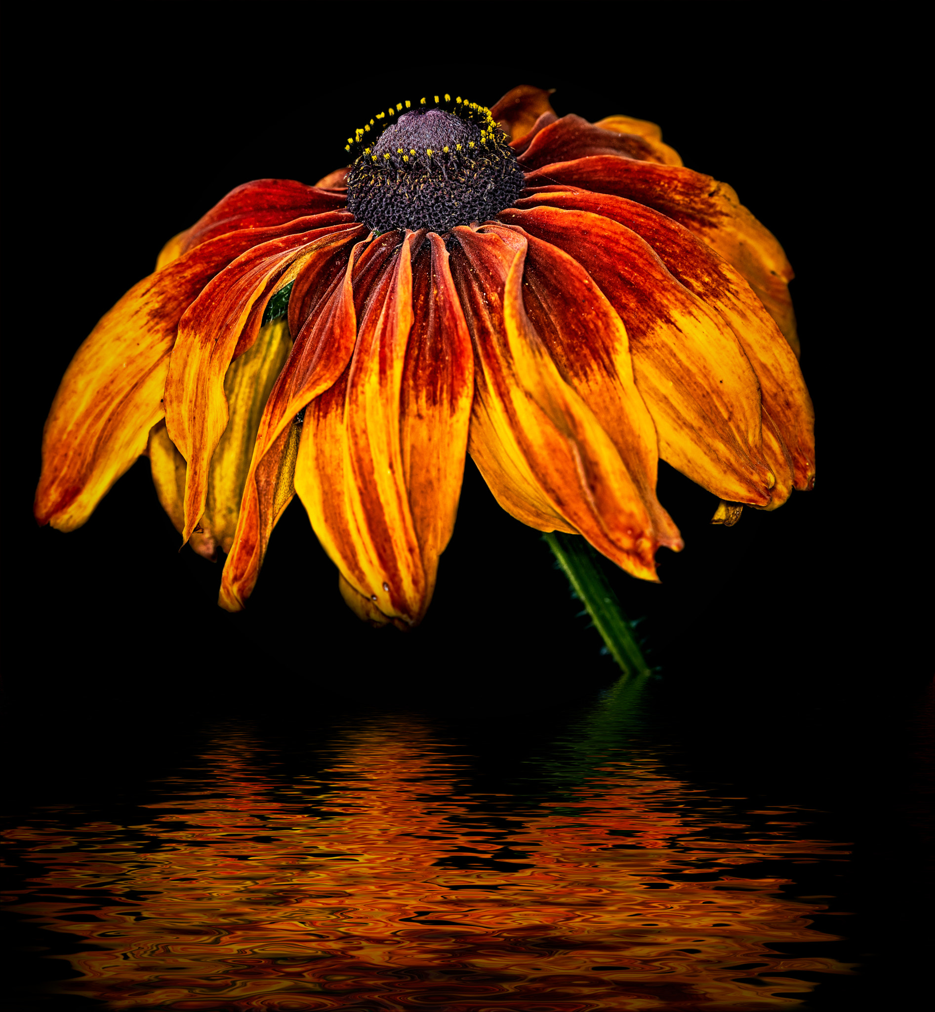 Canon EF 180mm F3.5L Macro USM sample photo. Fiery flower.... photography