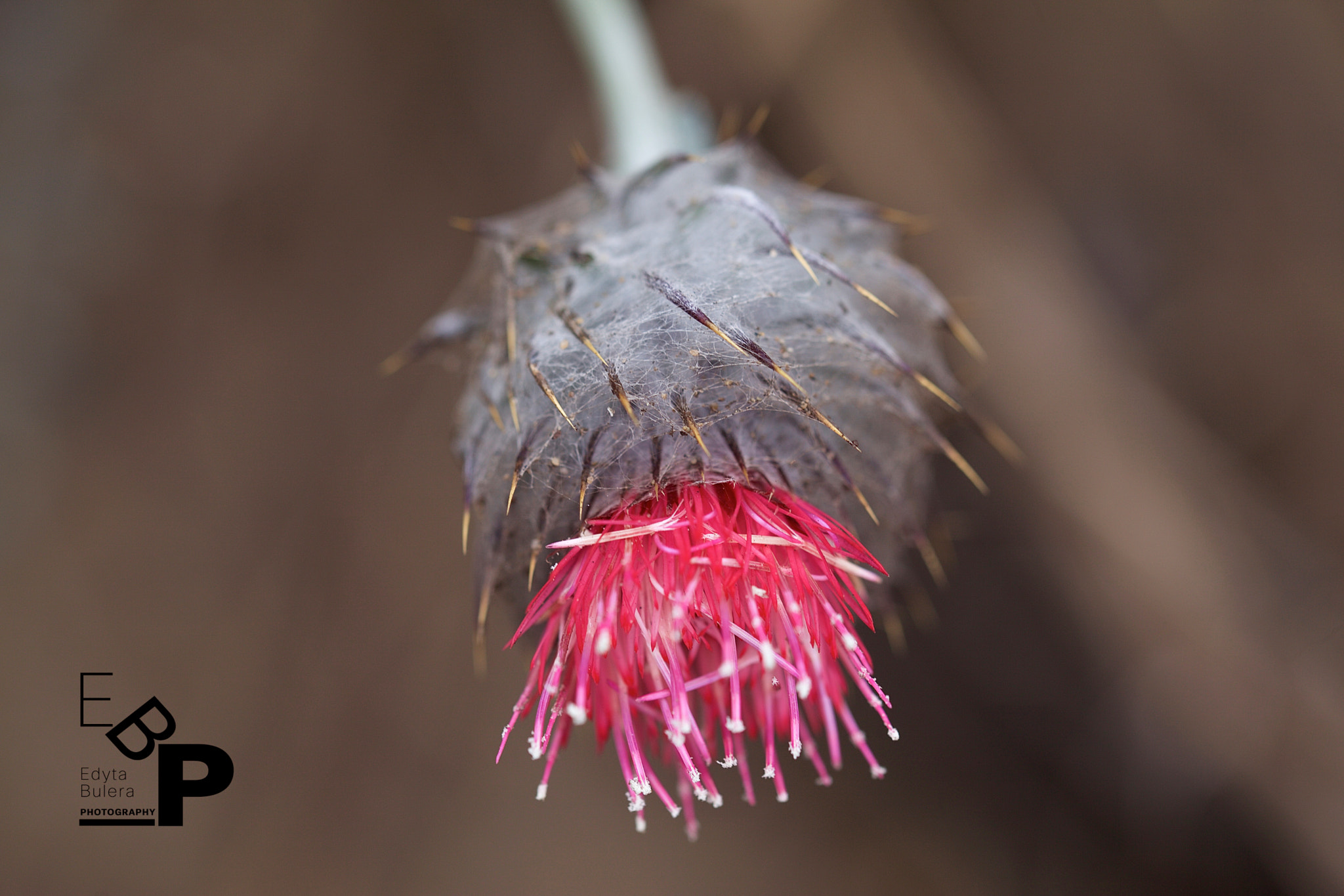 Canon EF 100mm F2.8L Macro IS USM sample photo. Macro by edyta photography