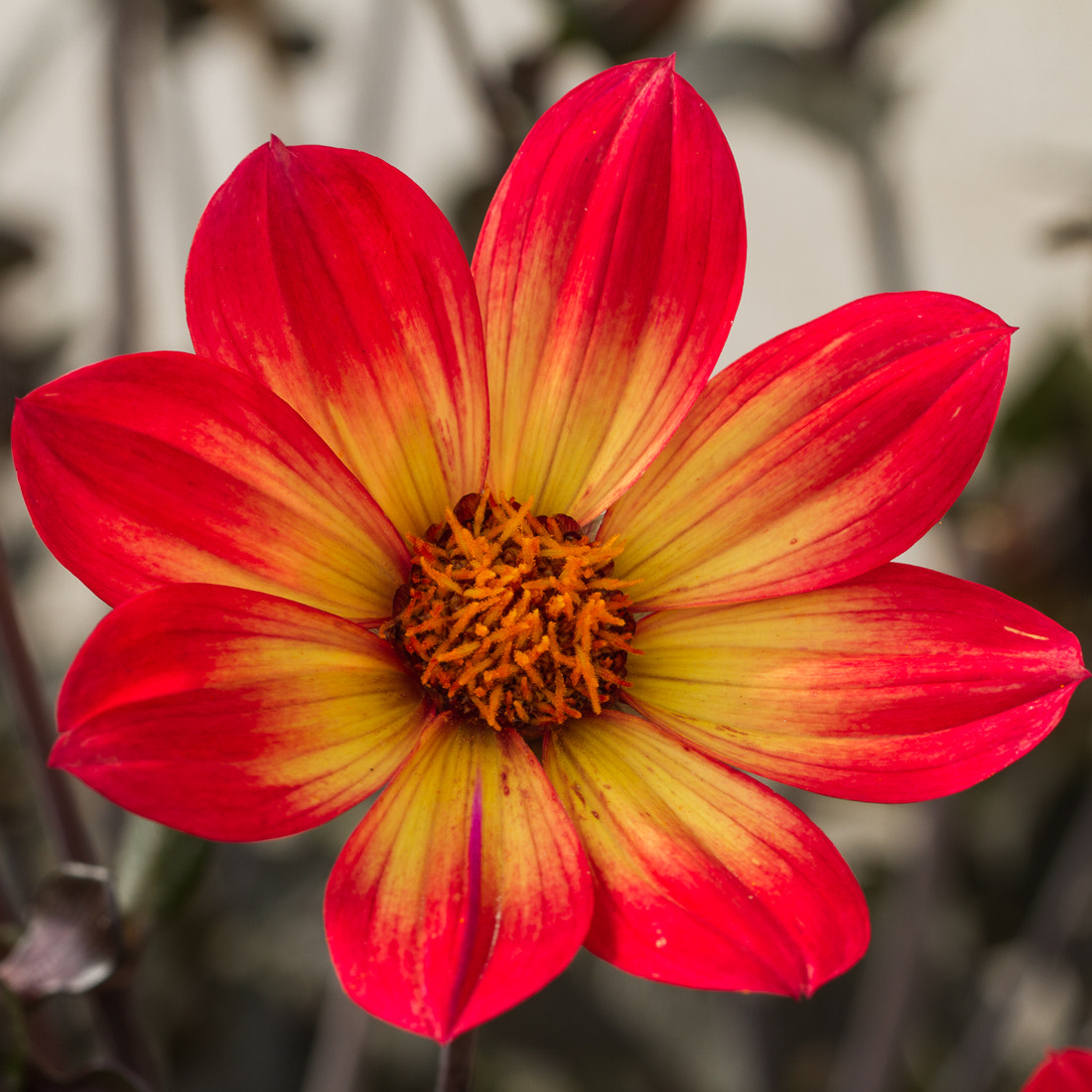 Canon EOS 7D + Canon EF 100mm F2.8L Macro IS USM sample photo. Dahlia photography