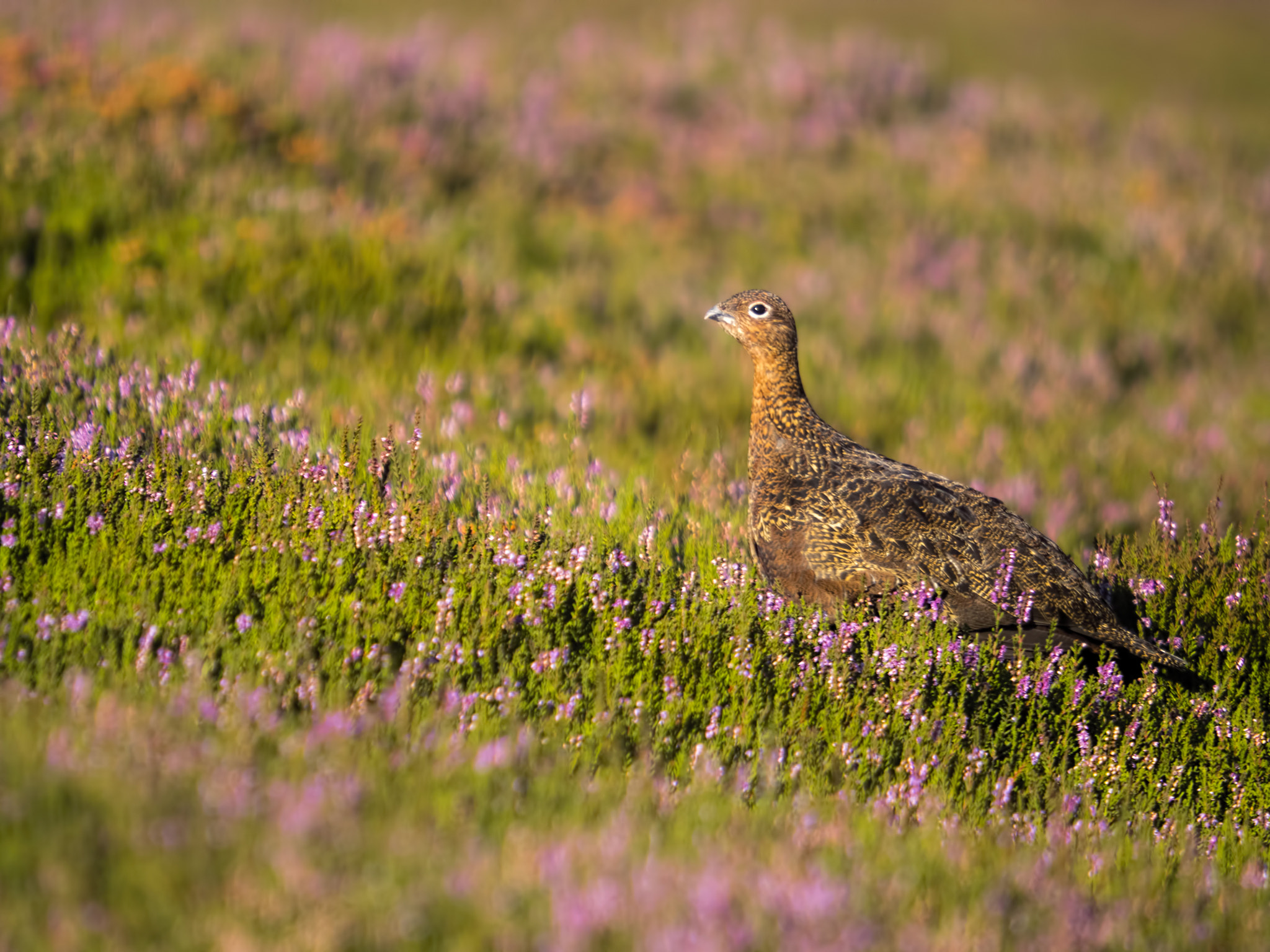Olympus OM-D E-M5 II + SIGMA 50-500mm F4-6.3 DG HSM sample photo. Red grouse profile photography