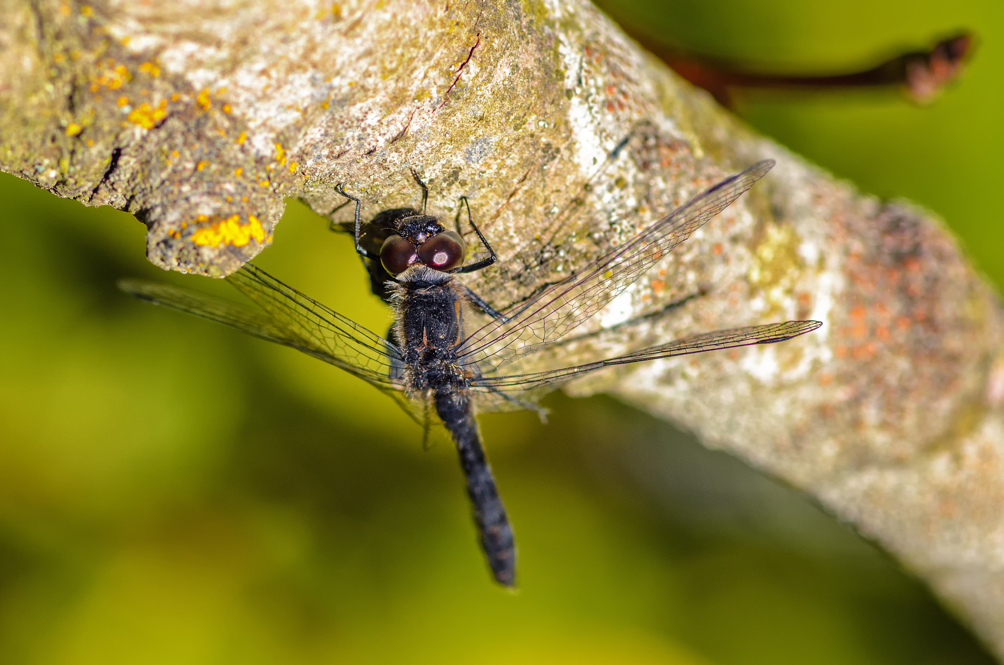 Nikon D7000 + Tokina AT-X Pro 100mm F2.8 Macro sample photo. Fragile photography