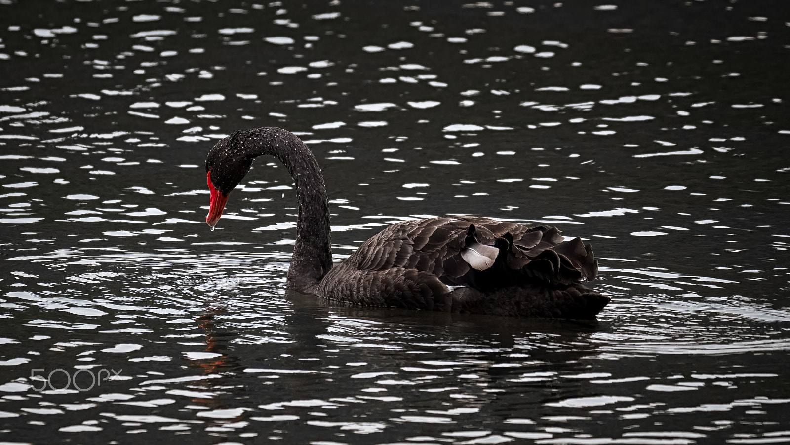 LEICA DG 100-400/F4.0-6.3 sample photo. Symphony in black photography