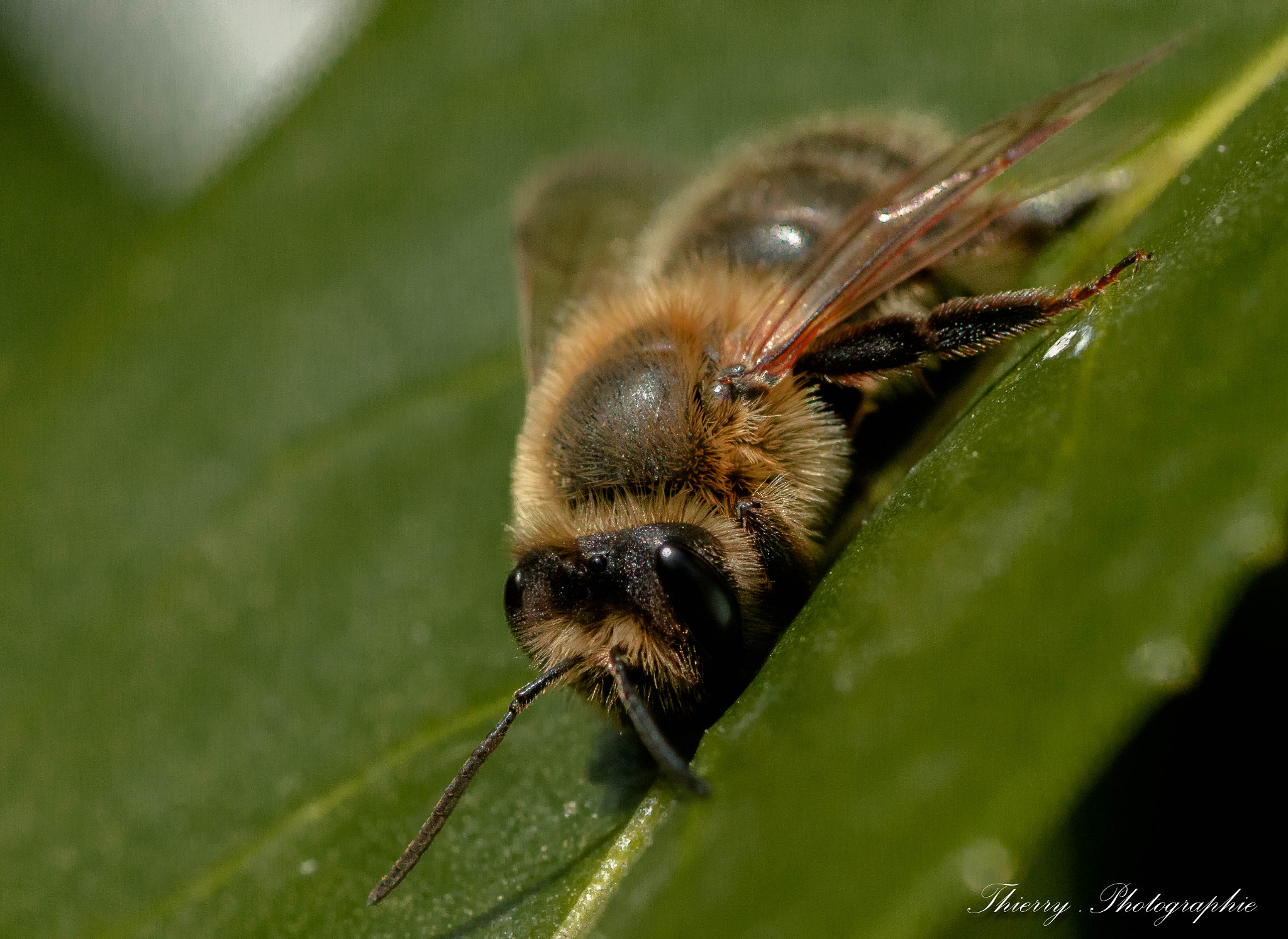 Canon EOS 70D + Tamron SP AF 90mm F2.8 Di Macro sample photo. 6623 photography