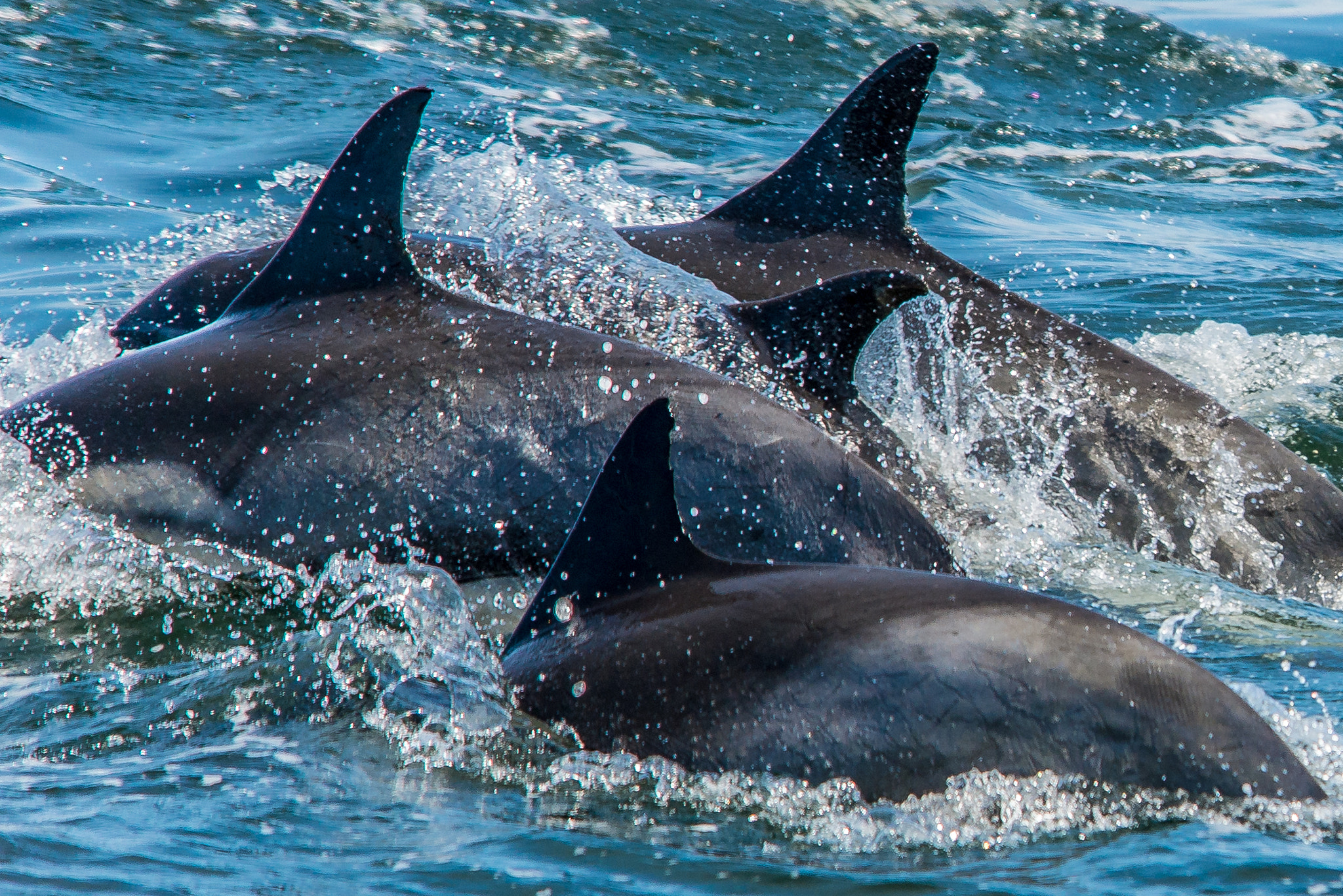 Nikon D800 sample photo. Monterey dolphins photography
