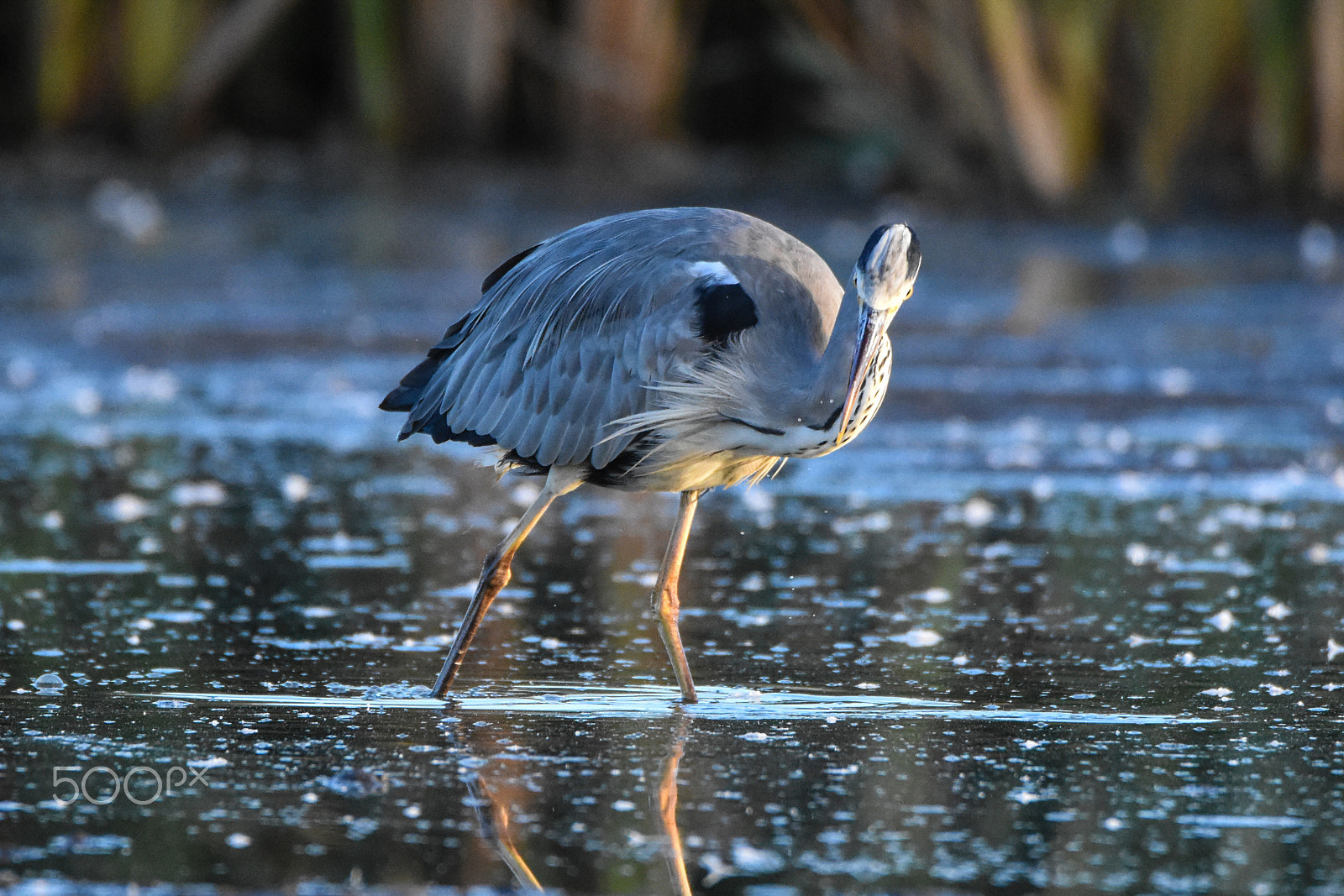 Tamron SP 150-600mm F5-6.3 Di VC USD sample photo. A heron bird eye-balling a fish.. photography