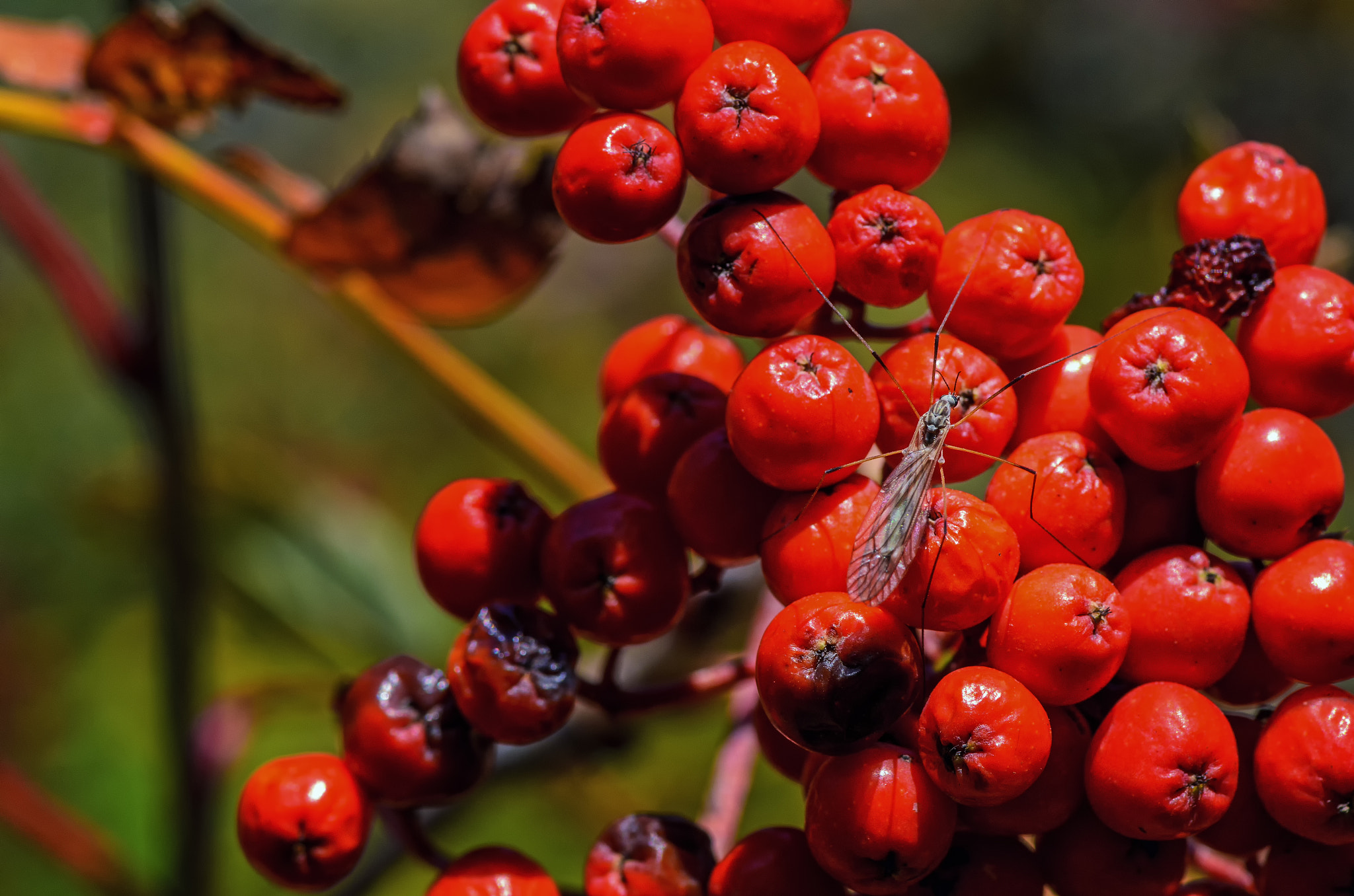 Nikon D7000 + Tokina AT-X Pro 100mm F2.8 Macro sample photo. Feasting on the berries photography