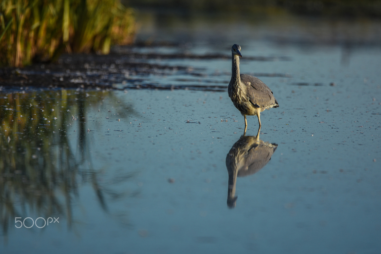 Nikon D7200 sample photo. Heron bird looking for breakfast. photography