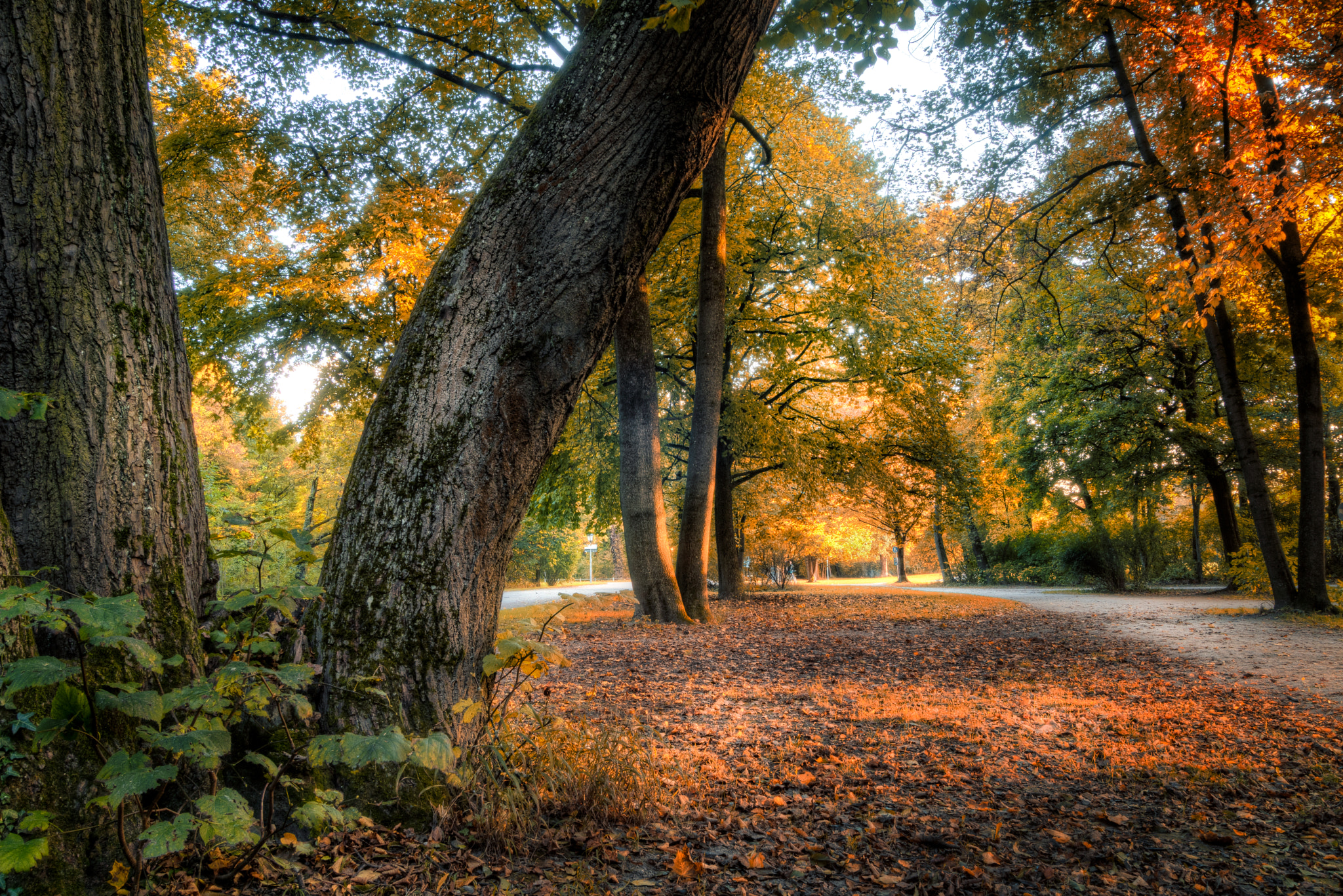 Sony ILCA-77M2 sample photo. Arrival of autumn photography