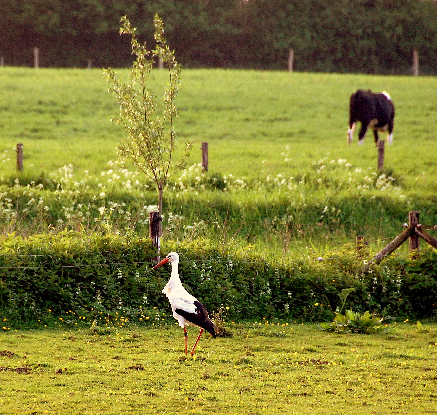 Nikon D40 sample photo. Typical dutch...... photography