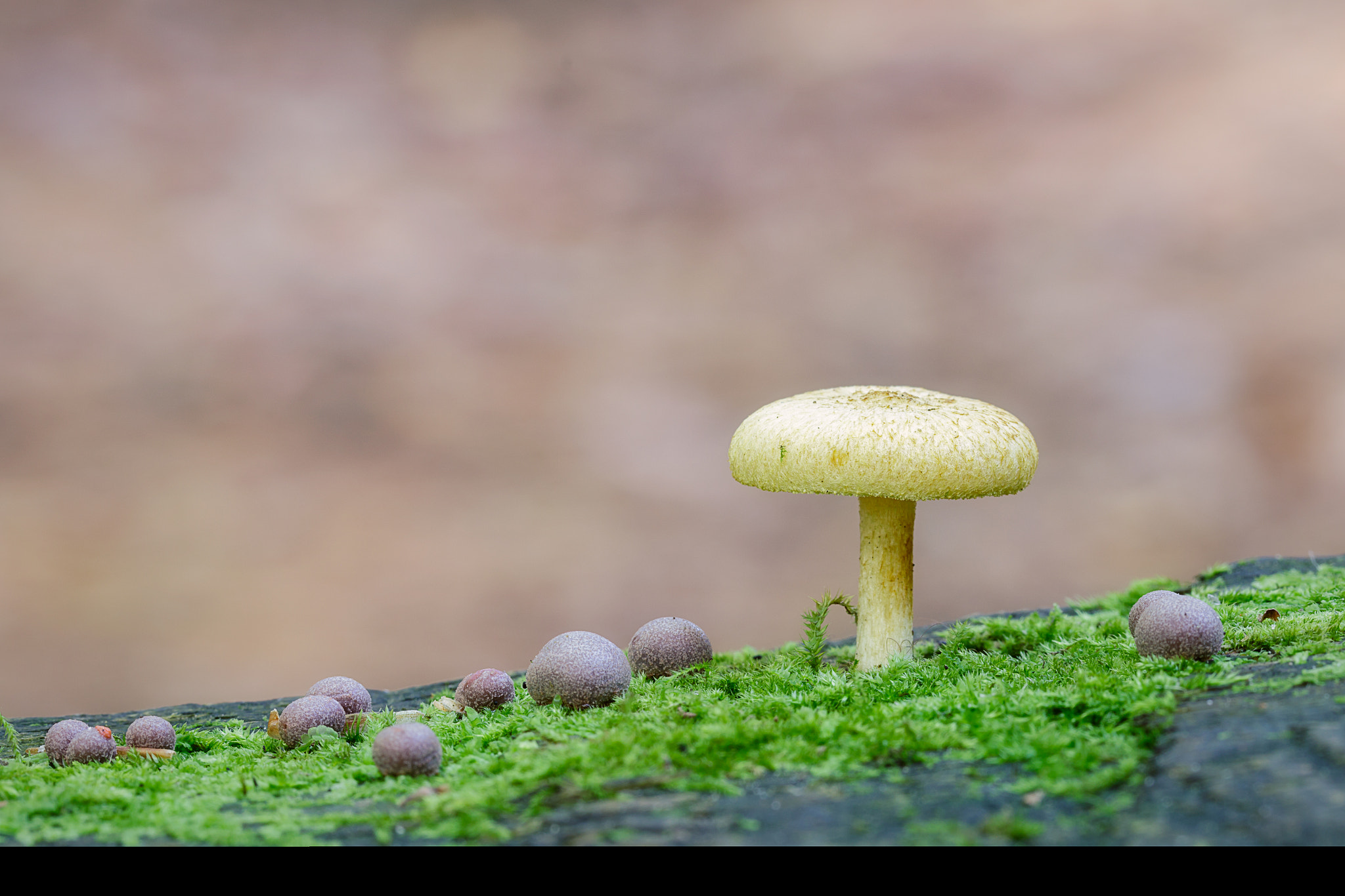 Canon EOS 7D Mark II + Canon EF 100mm F2.8L Macro IS USM sample photo. Mushroom and friends photography