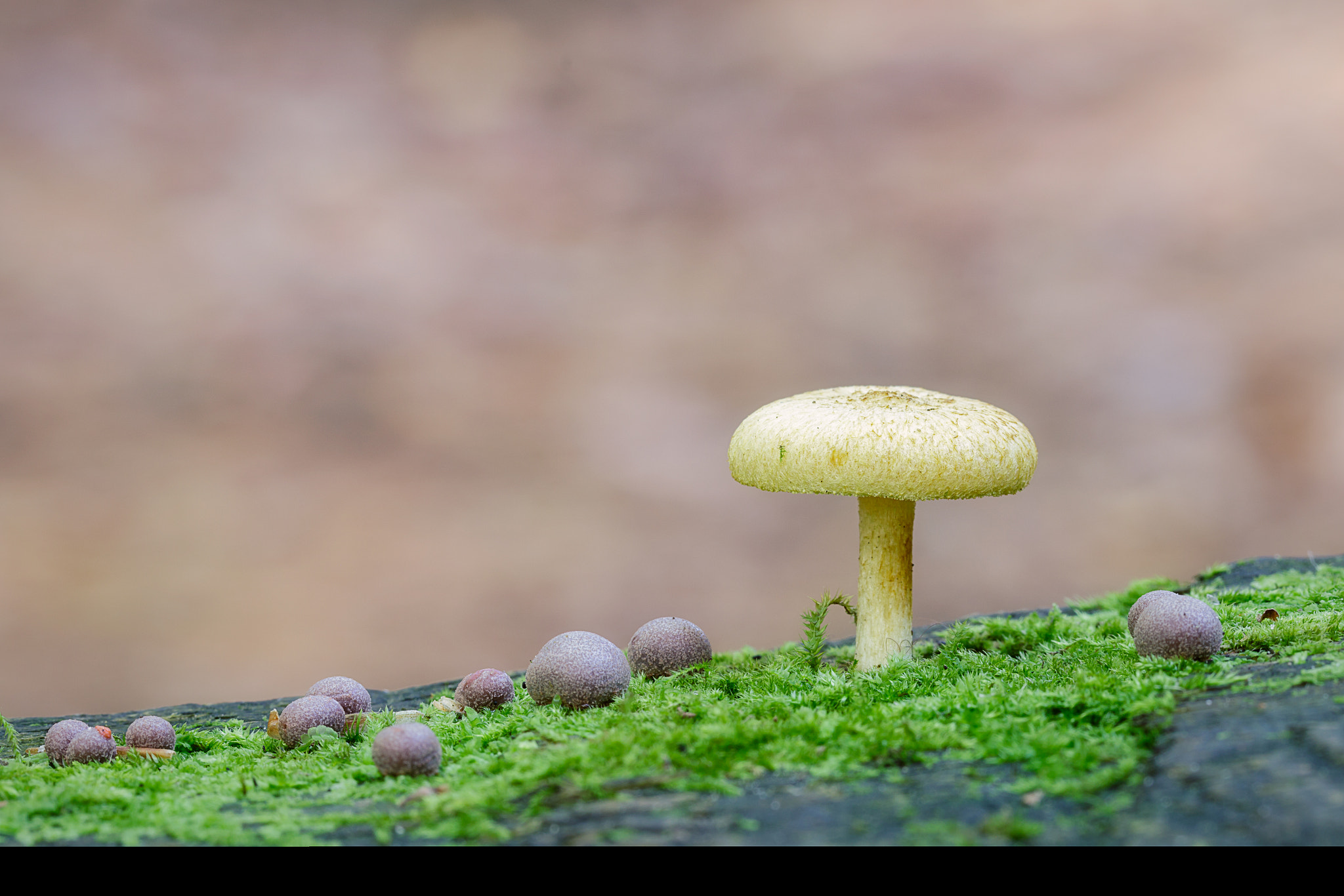 Canon EF 100mm F2.8L Macro IS USM sample photo. Mushroom and friends photography