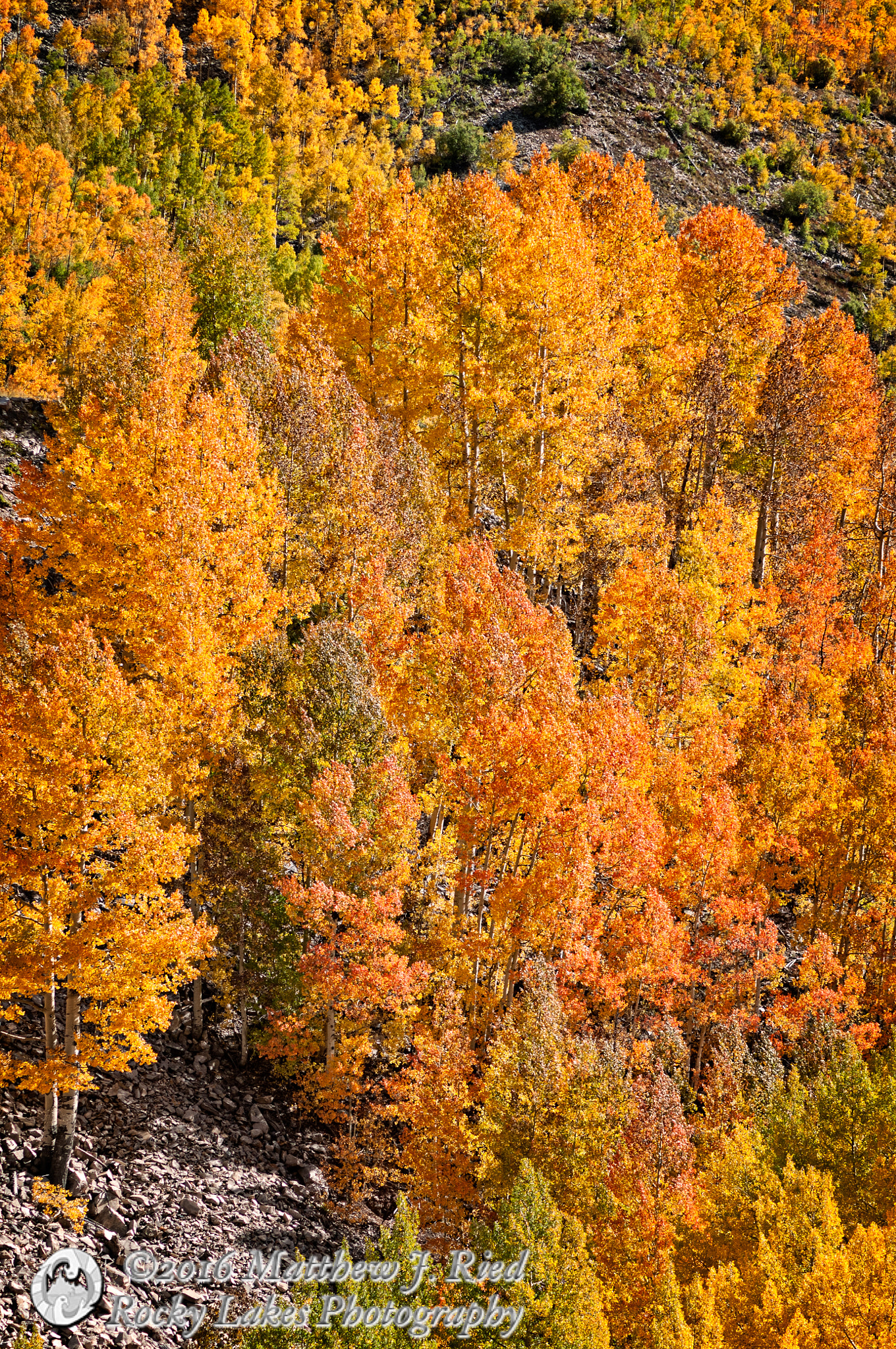 Nikon D300S sample photo. Fall in the san juans photography