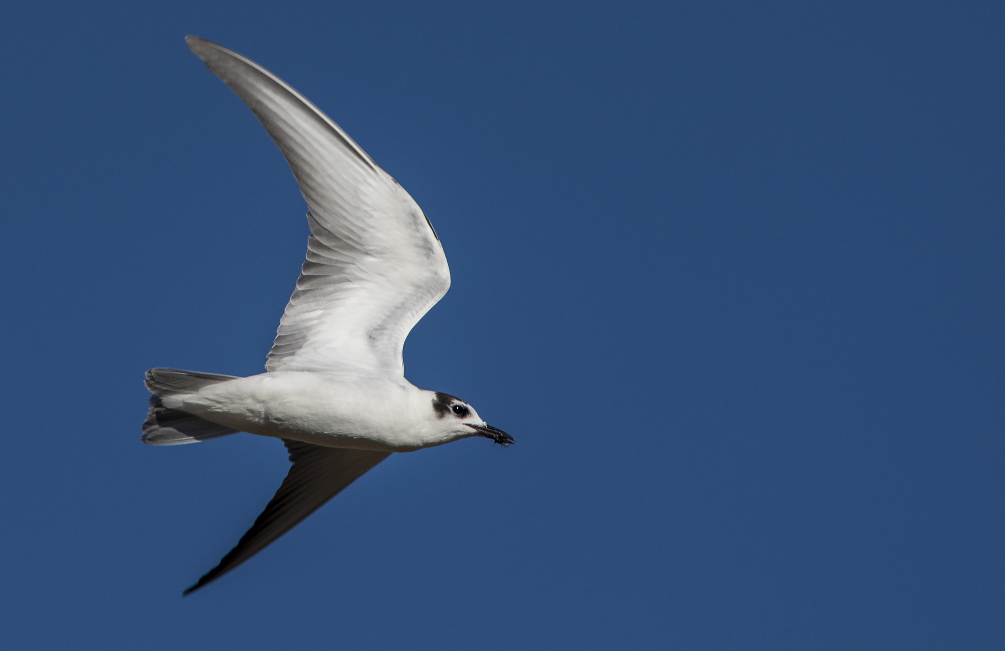 Nikon D810 + Nikon AF-S Nikkor 300mm F4D ED-IF sample photo. Black tern photography