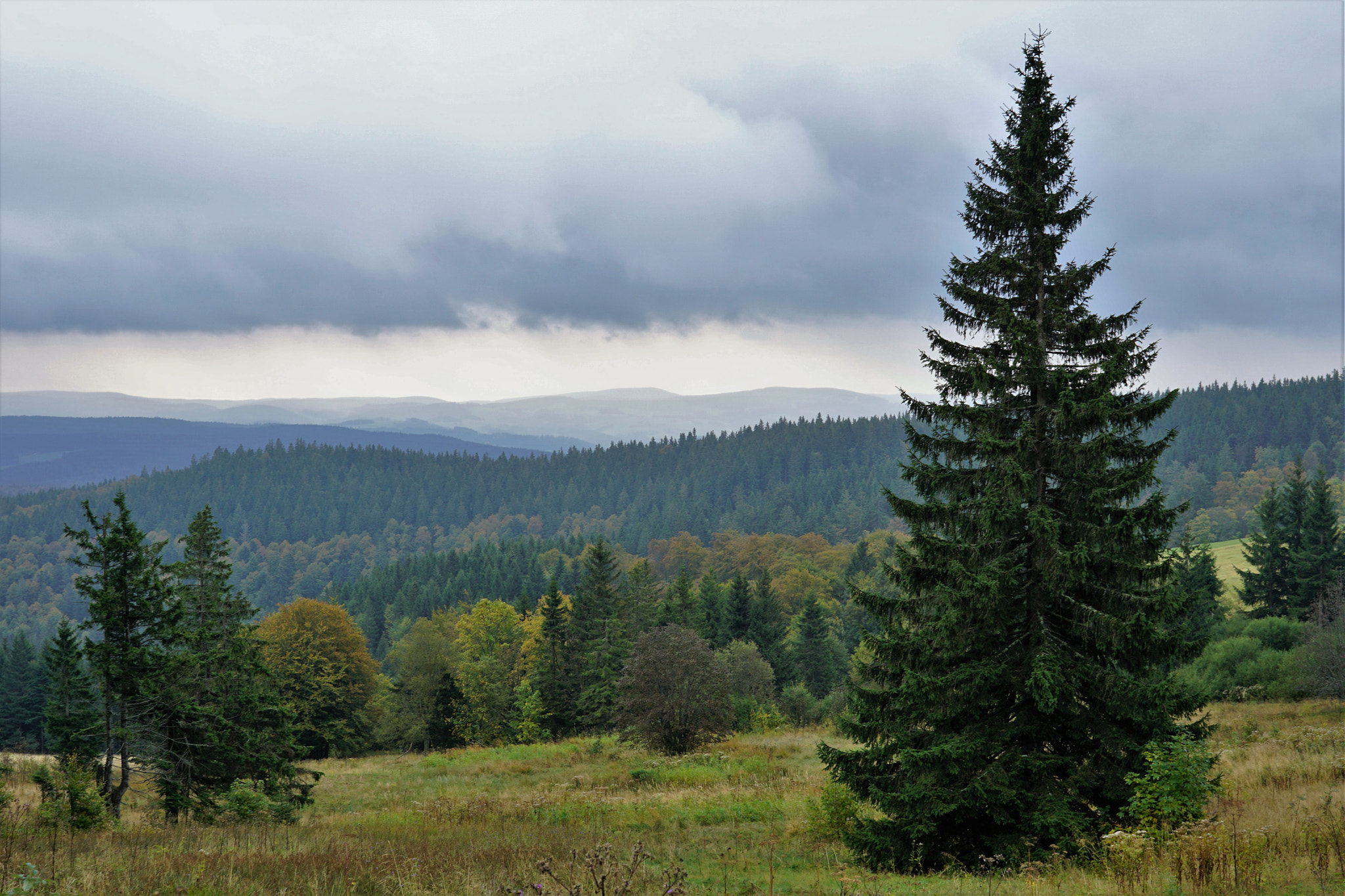 Sony a6000 sample photo. Black forest photography